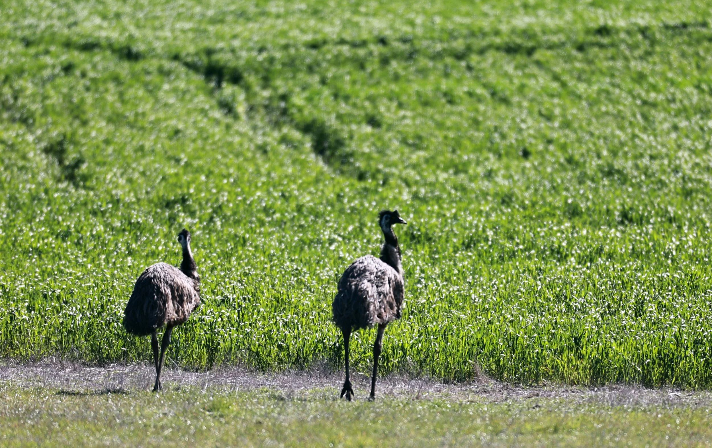 Emu (Dromaius novaehollandiae) Stirling Range NP - Western Australia (10).jpg