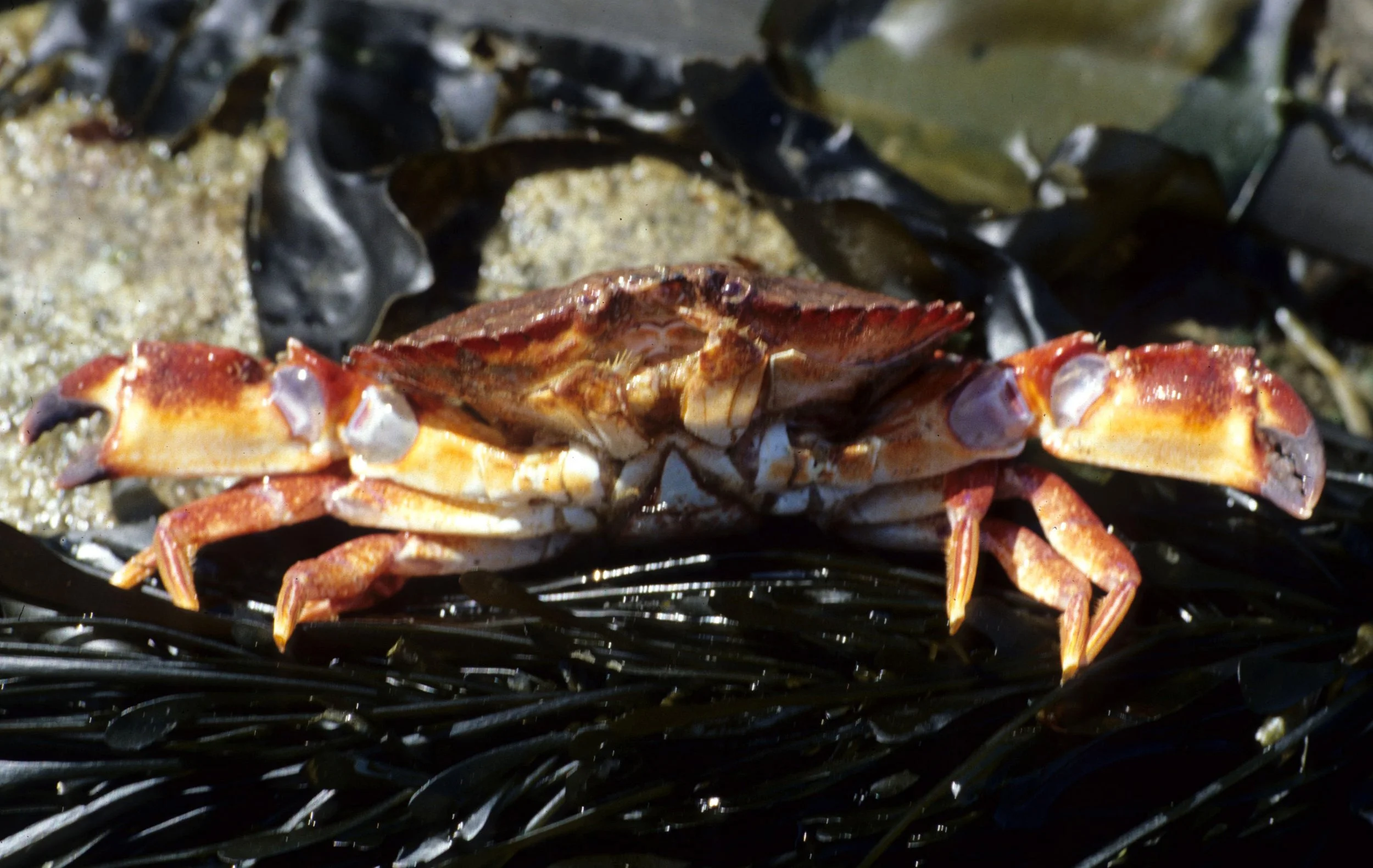 INVERTS - INTERTIDAL - ARTHROPOD - CRUSTACEAN - CANCER SPECIES - CANCER CRAB - LAKE FARM (2).jpg
