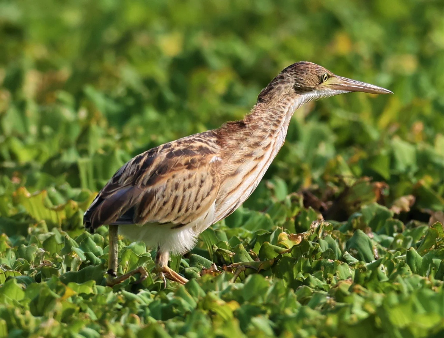 BITTERN - YELLOW BITTERN - Ixobrychus sinensis - LAT KRABANG THAP YAO RICEFIELDS 01 OCT 2021 (16).jpg