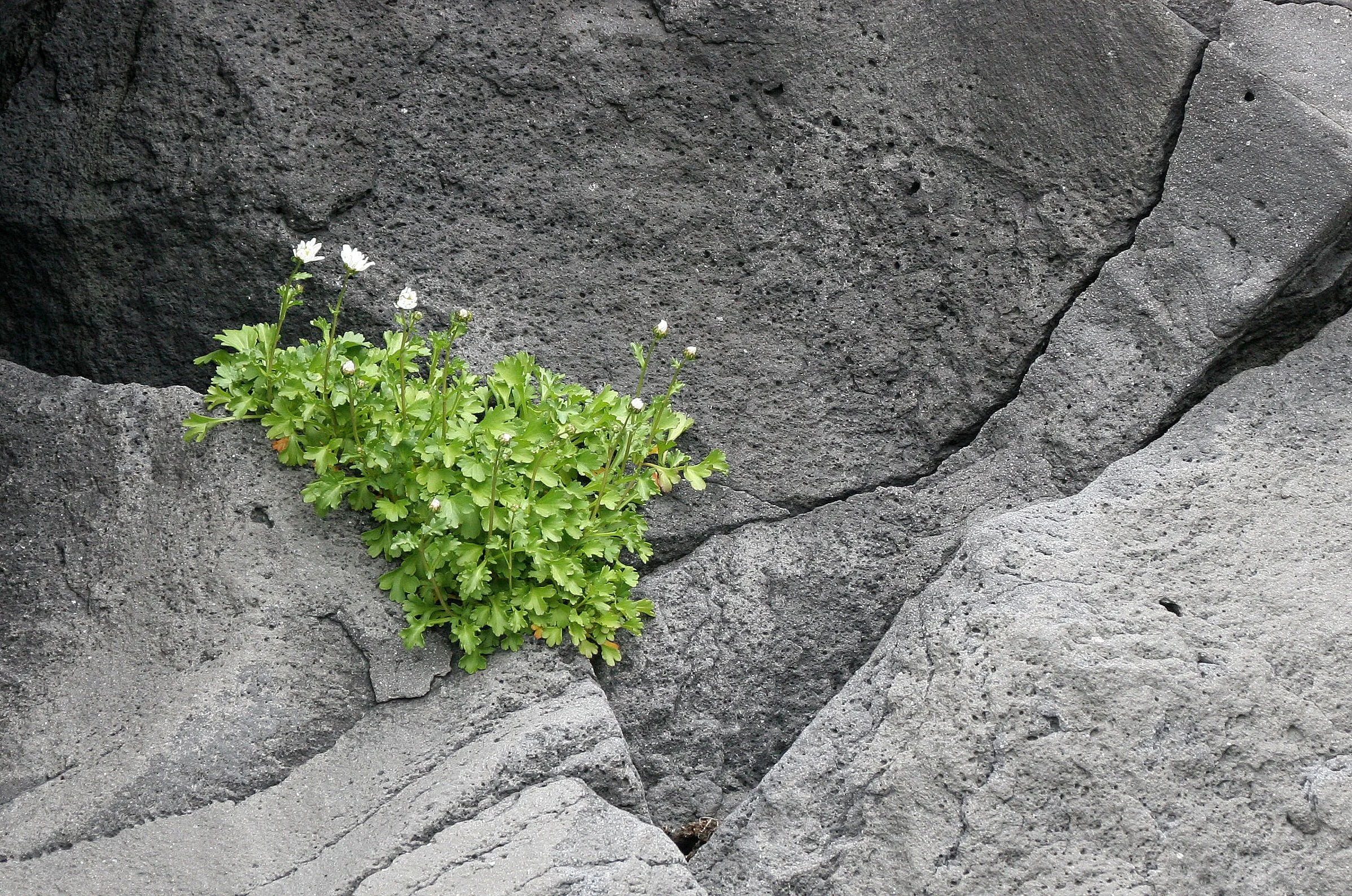 KURIL ISLANDS - FLORA  (21).jpg