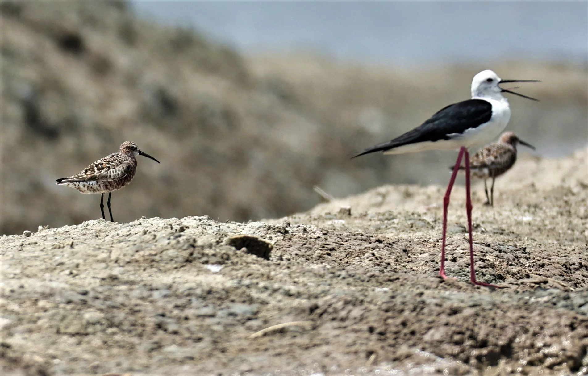 SANDPIPER - CURLEW SANDPIPER - Calidris ferruginea - STILT - BLACK-WINGED - STILT - Himantopus himantopus - CHACHOENGSAO SALT PONDS SALT CAFE MAY 7 2022 (4).jpg