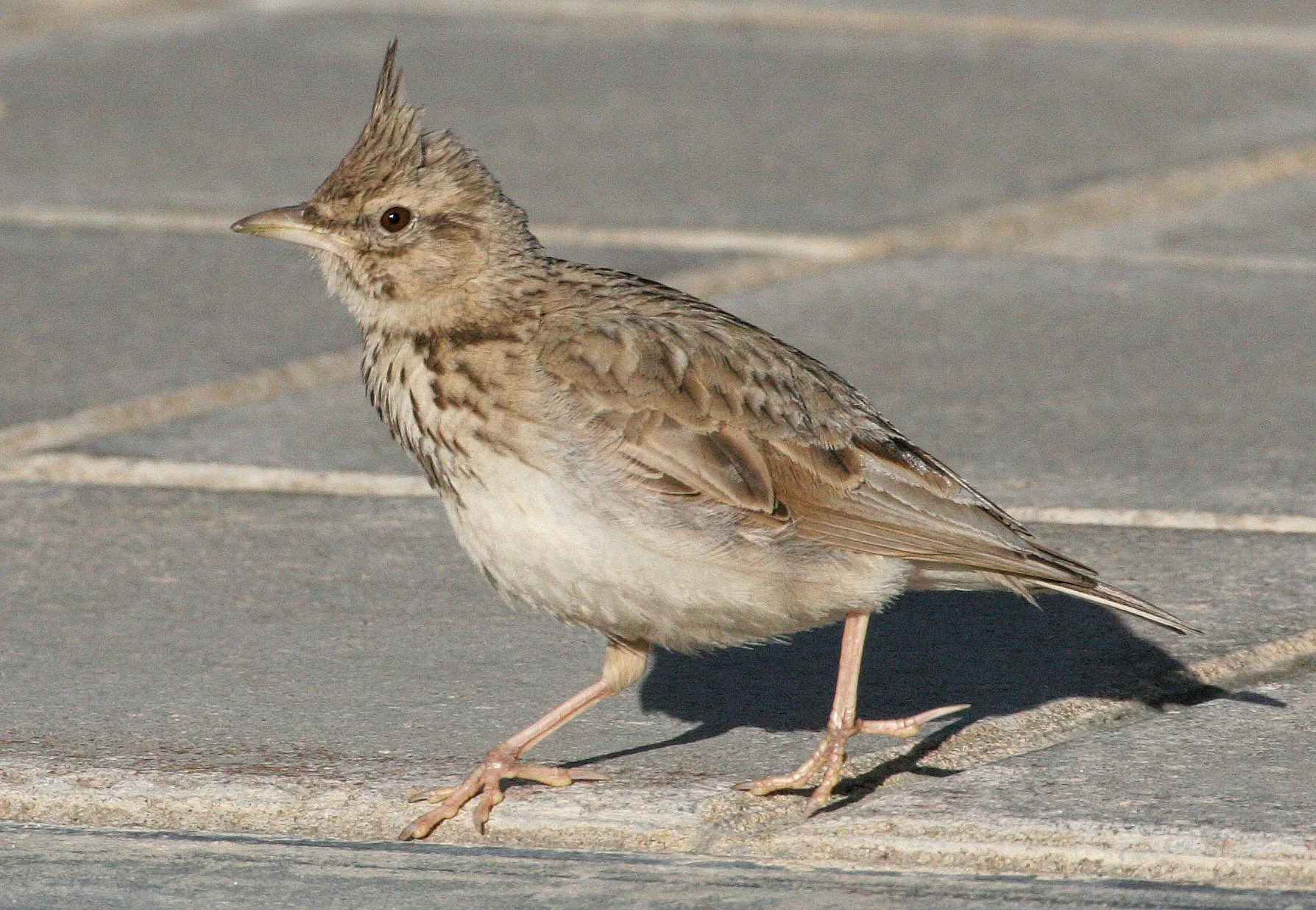 Skylark (Alauda arvensis) Inari Finland (5).jpg