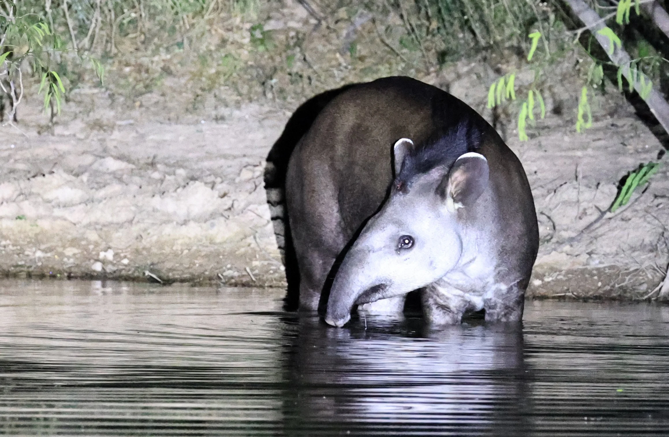South American Tapir (Tapirus terrestris) Hotel Campestre Iparoma Paraguay  (12).jpg
