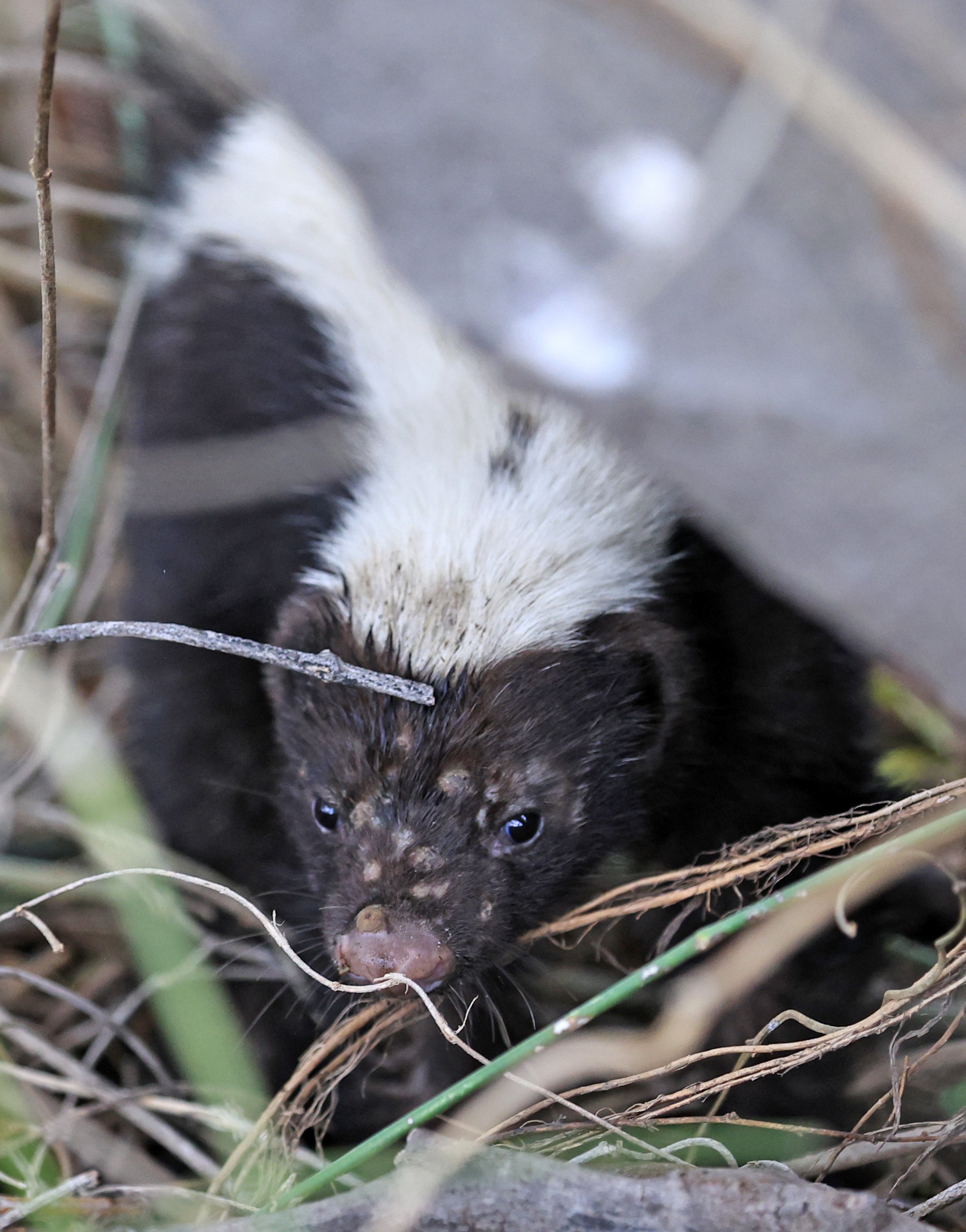 Molina's Hog-nosed Skunk (Conepatus chinga) Estancia Campo'i Paraguay  (34).jpg