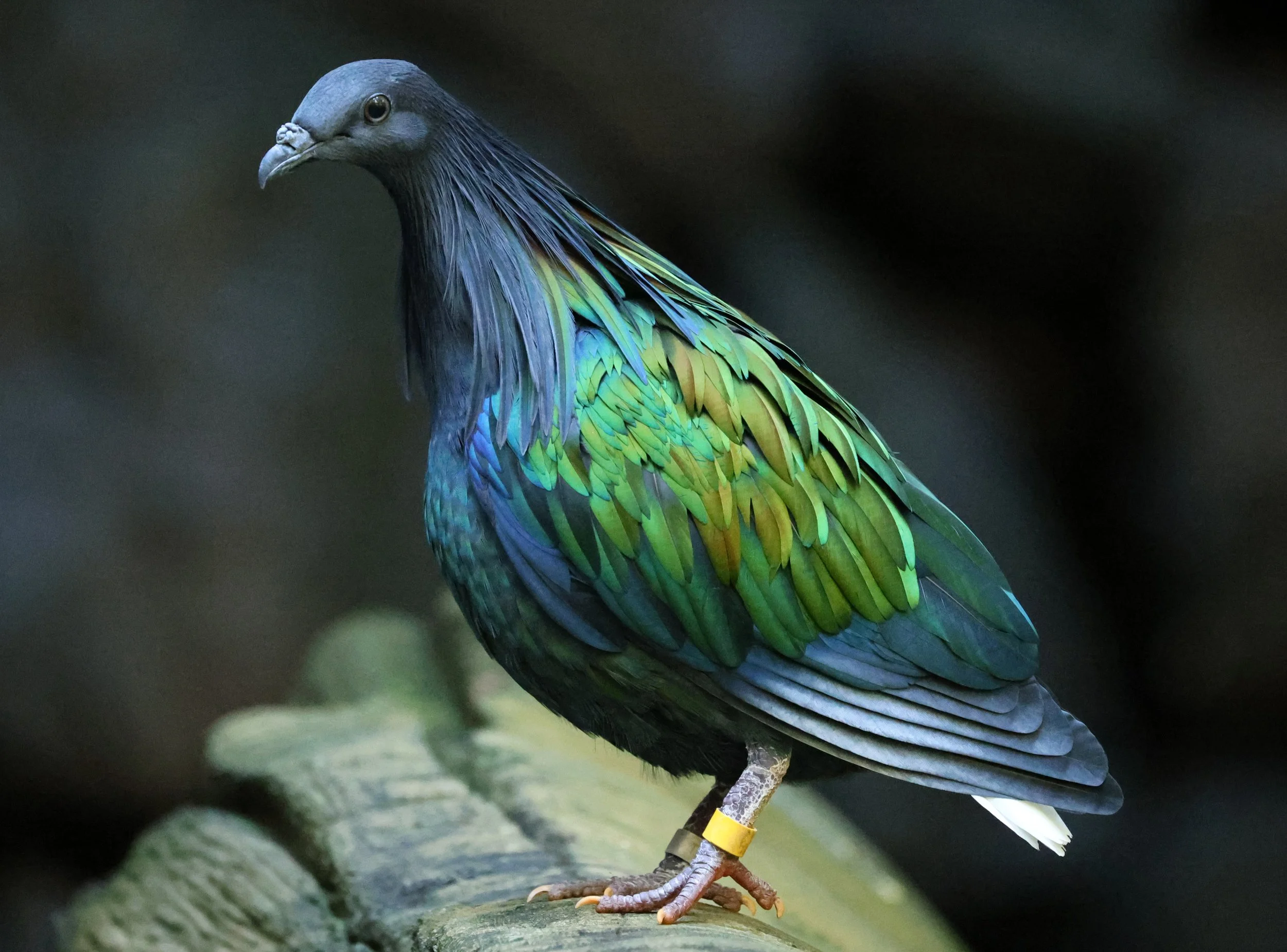 Nicobar Pigeon (Caloenas nicobarica) Koala Trail Road and Locations South of Brisbane - Queensland (7).jpg