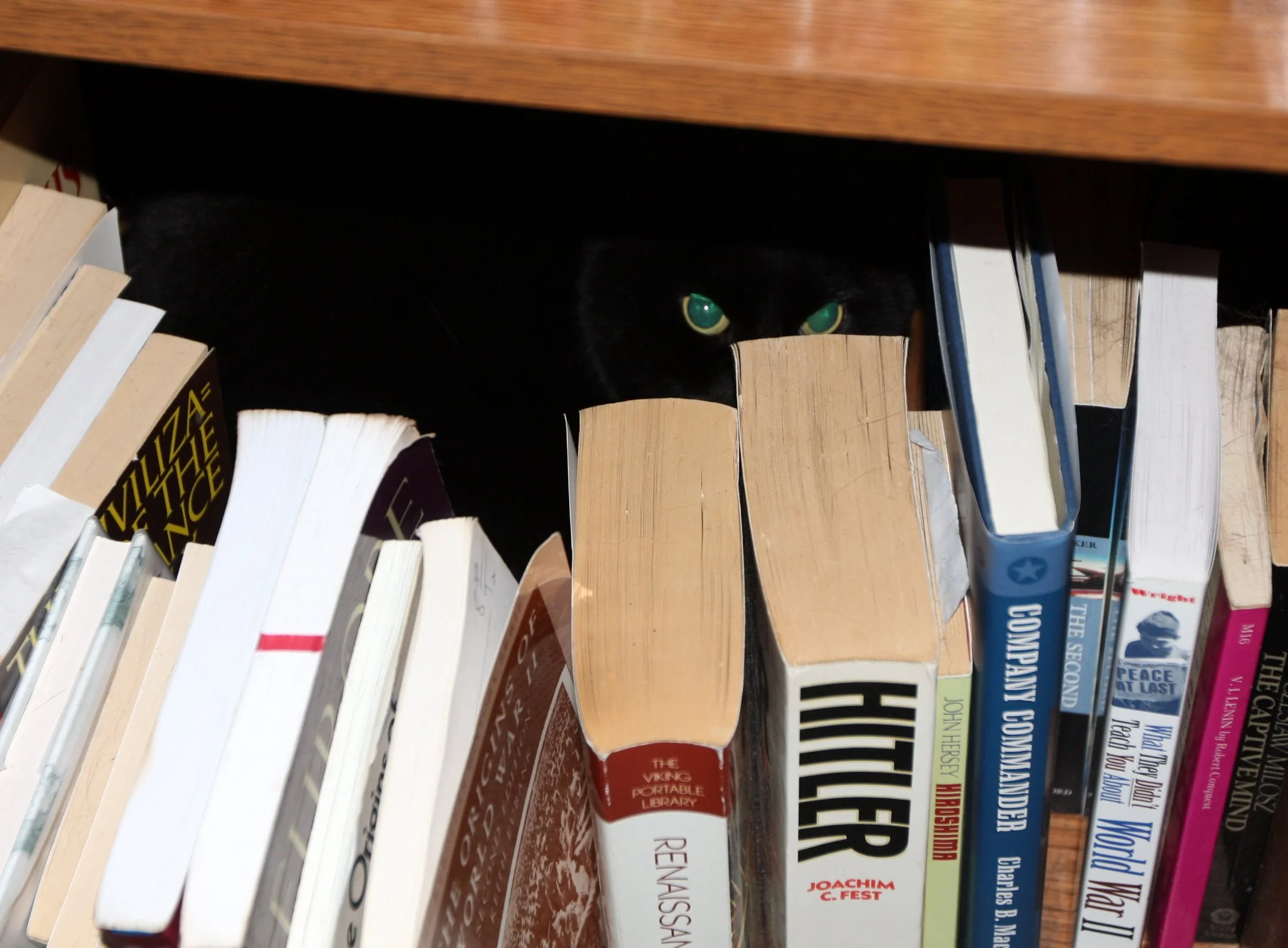 2010-3-28 LIEN THE CRAZY CAT AT LARRY'S IN ARCATA (3).JPG