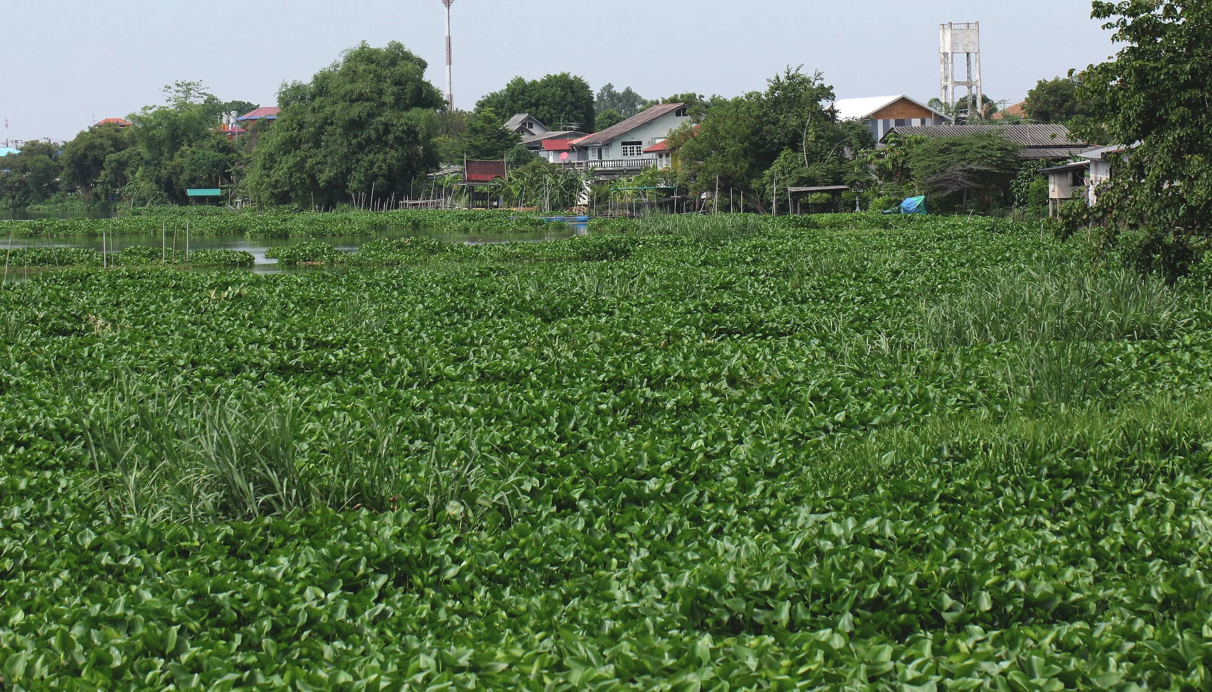 2017 Graffiti Tour in Bangkok (519).JPG