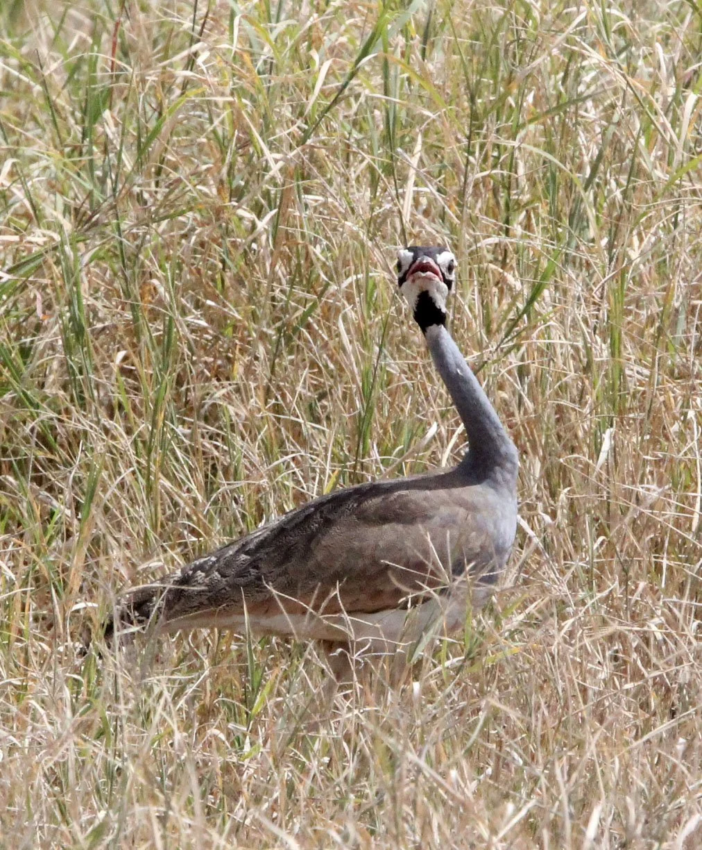 White-bellied bustard (Eupodotis senegalensis) Masai Mara NP, Kenya (10).JPG
