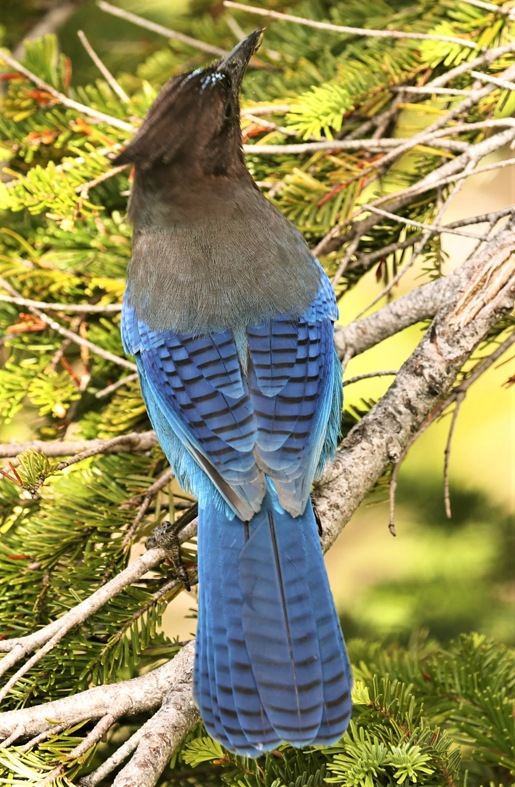 Cyanocitta stelleri - STELLER'S JAY - MOUNT RAINIER NATIONAL PARK WASHINGTON (16).jpg
