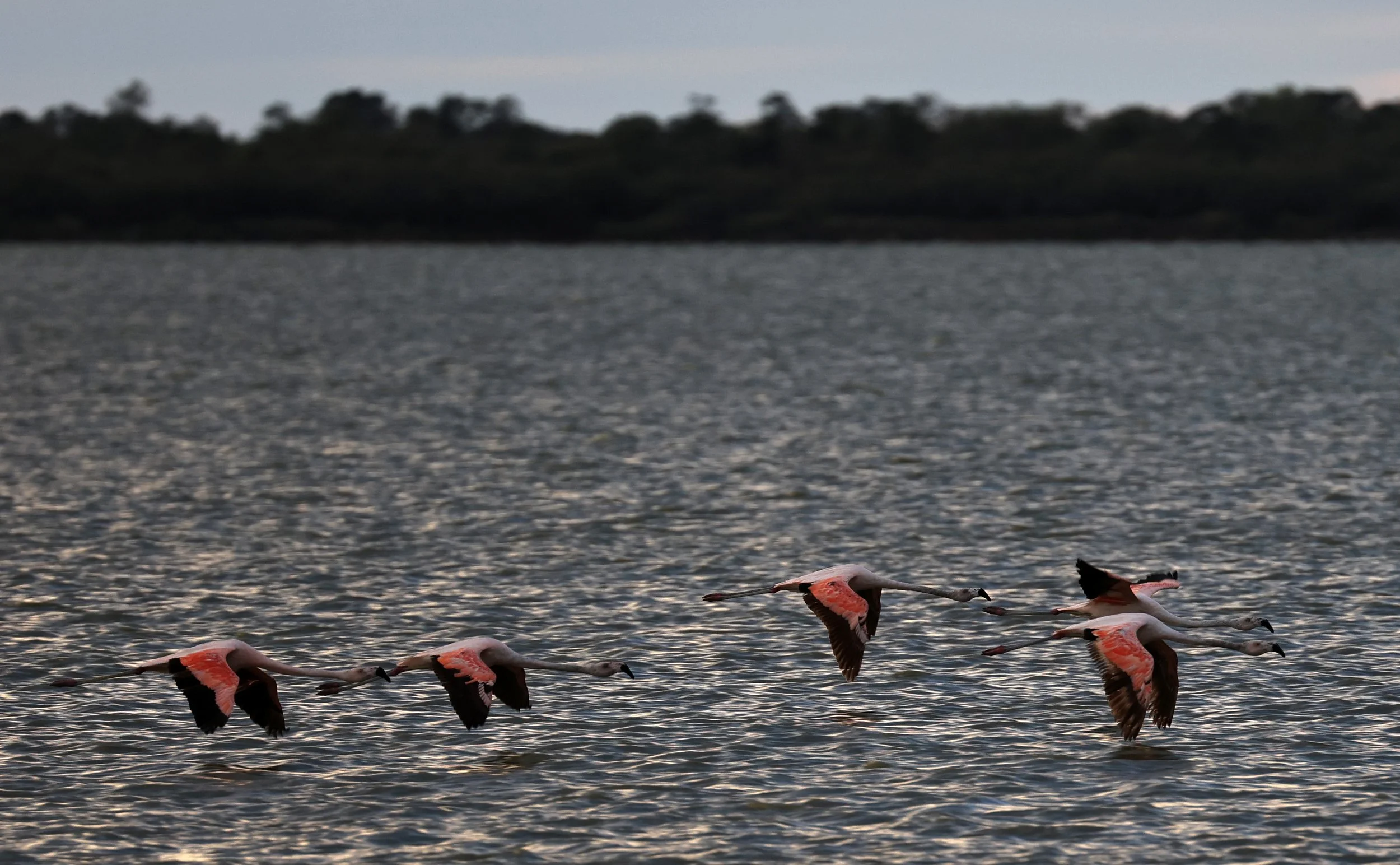 Chilean Flamingo (Phoenicopterus chilensis) Chaco Lodge & Laguna Salada Paraguay (68).jpg