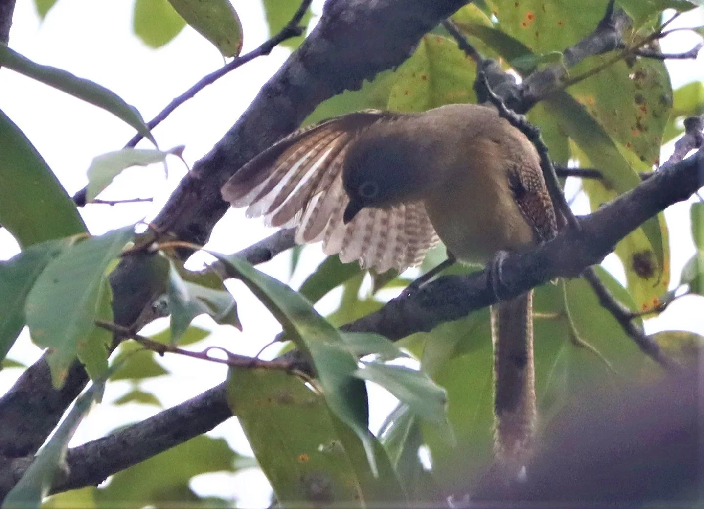 BARWING - SPECTACLED BARWING - Actinodura ramsayi - DOI LANG CHIANG MAI (27).jpg