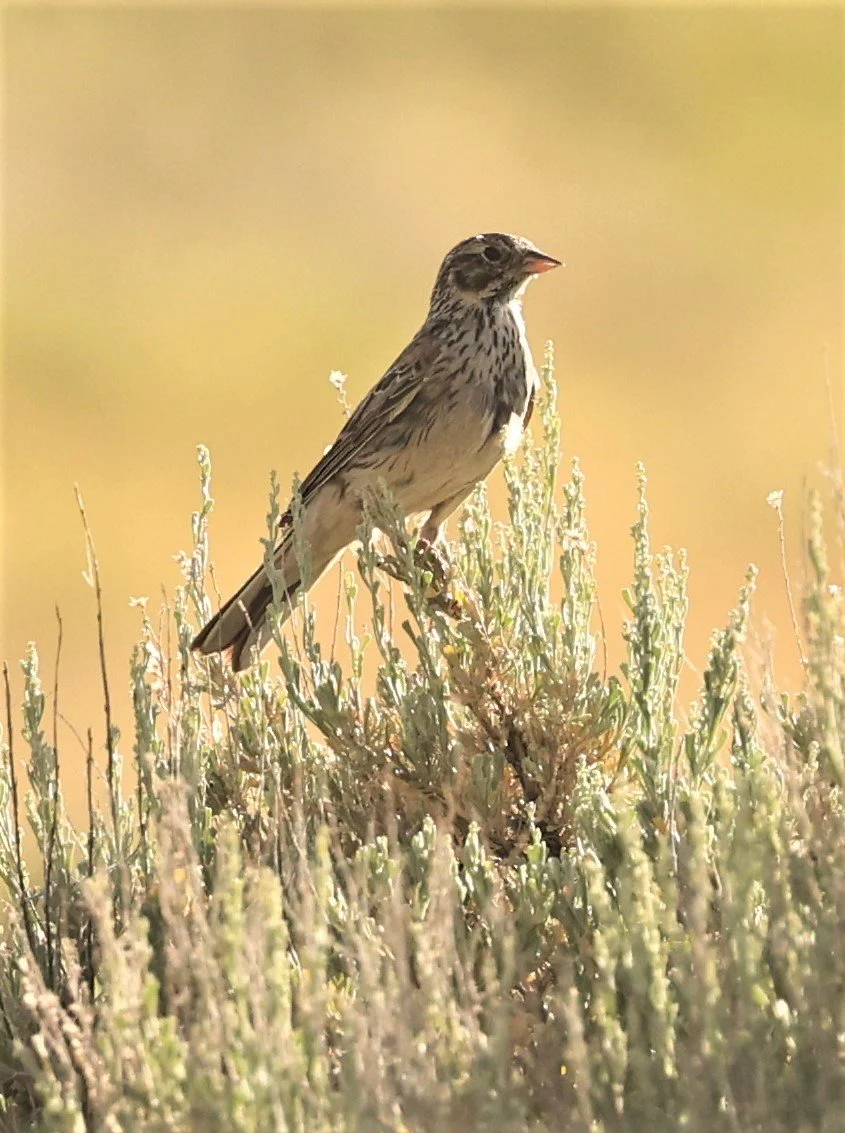 Vesper Sparrow (Pooecetes gramineus) Fossil Buttes National Monument Wyoming (3).jpg