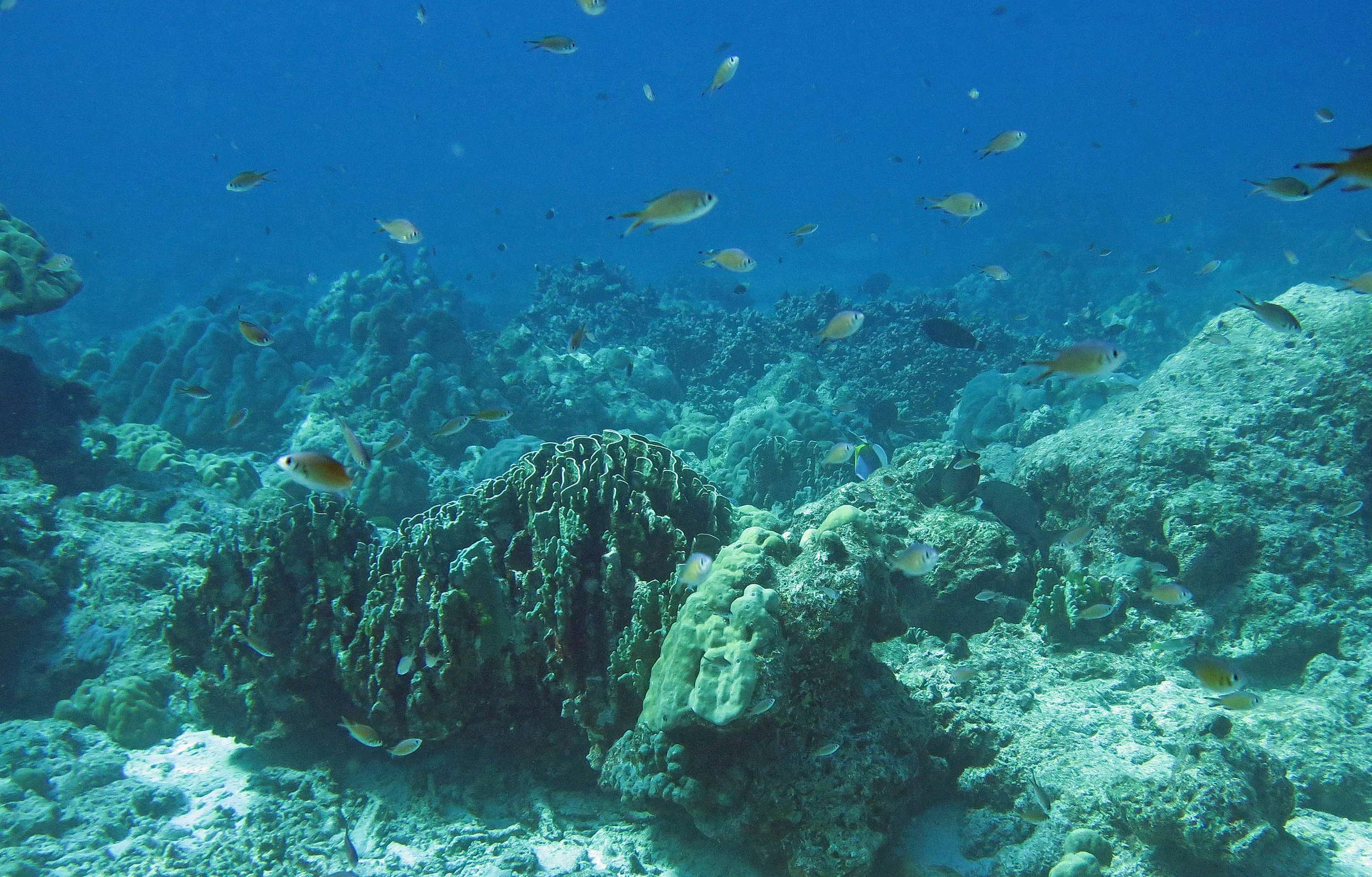 2014 Similan Islands Marine Park Thailand ISB Dive Trip (15).JPG