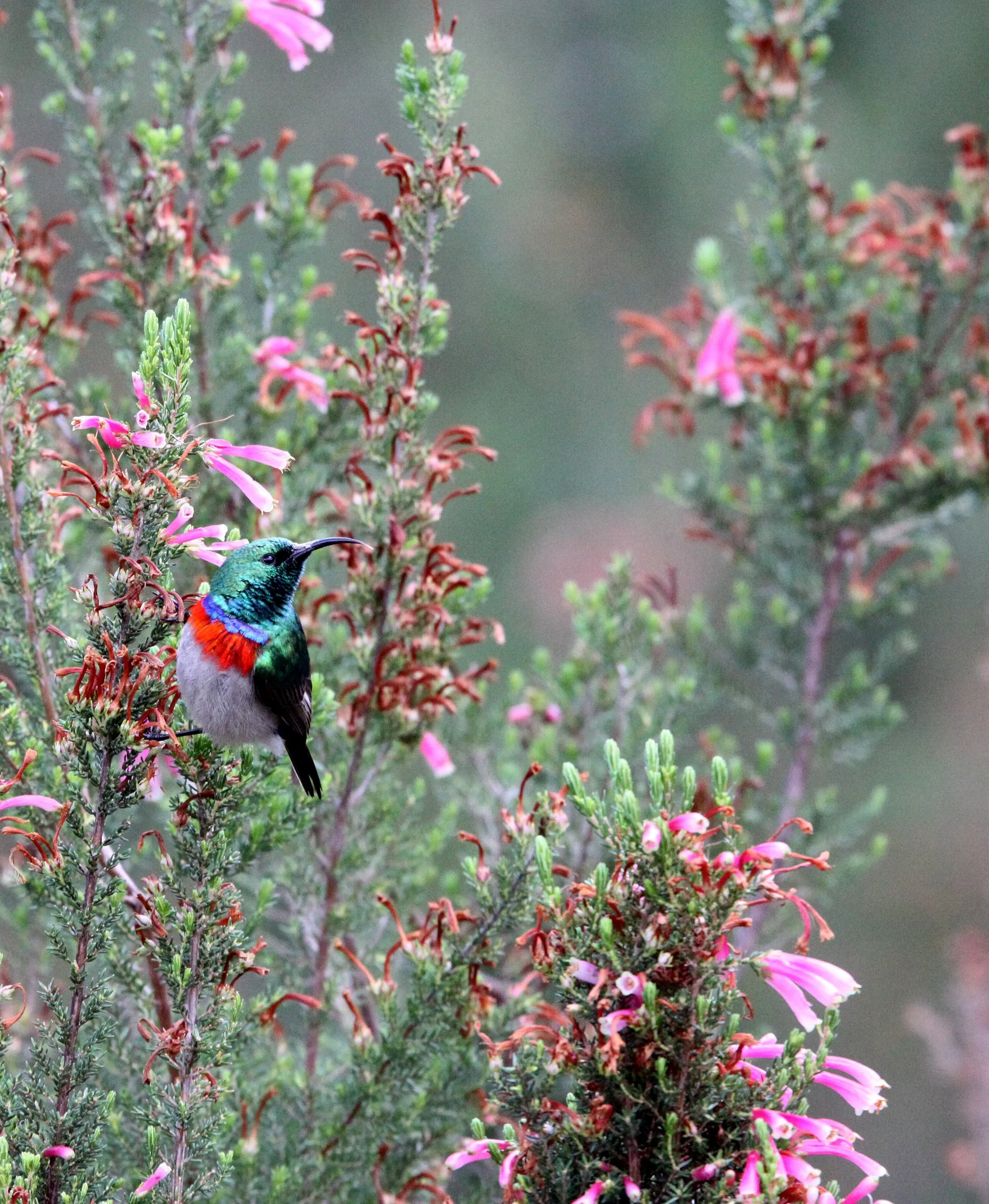 BIRD - SUNBIRD - SOUTHERN LESSER DOUBLE-COLLARED SUNBIRD - CINNYRIS CHALYBEUS - CAPE TOWN ARBORETUM SOUTH AFRICA (9).JPG
