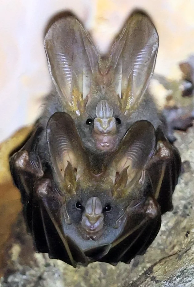 Lesser false vampire bat (Megaderma spasma) Khao Yai National Park Feb 2026 Day 3 (32).jpg