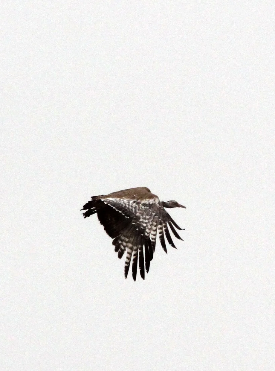 Arabian bustard (Ardeotis arabs) Ali Dege Plains, Ethiopia (14).JPG