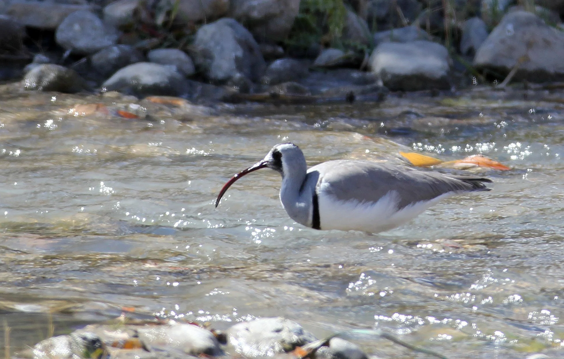 BIRD - IBISBILL - HEMIS NATIONAL PARK - LADAKH INDIA - JAMMU & KASHMIR NEAR LEH (61).JPG