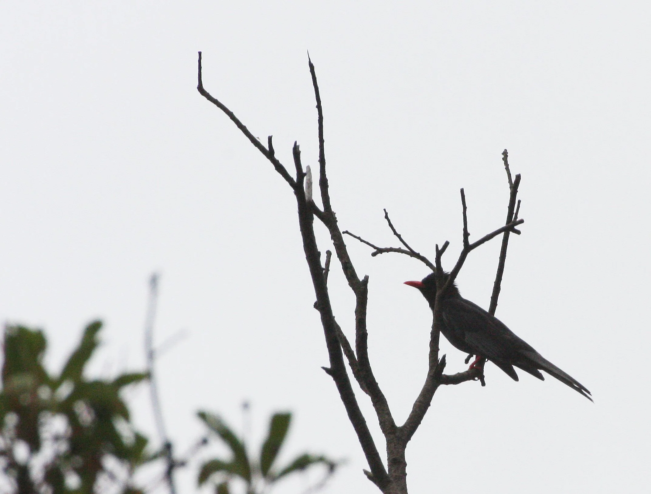 Black Bulbul (Hypsipetes leucocephalus) Taiwan  (4).JPG