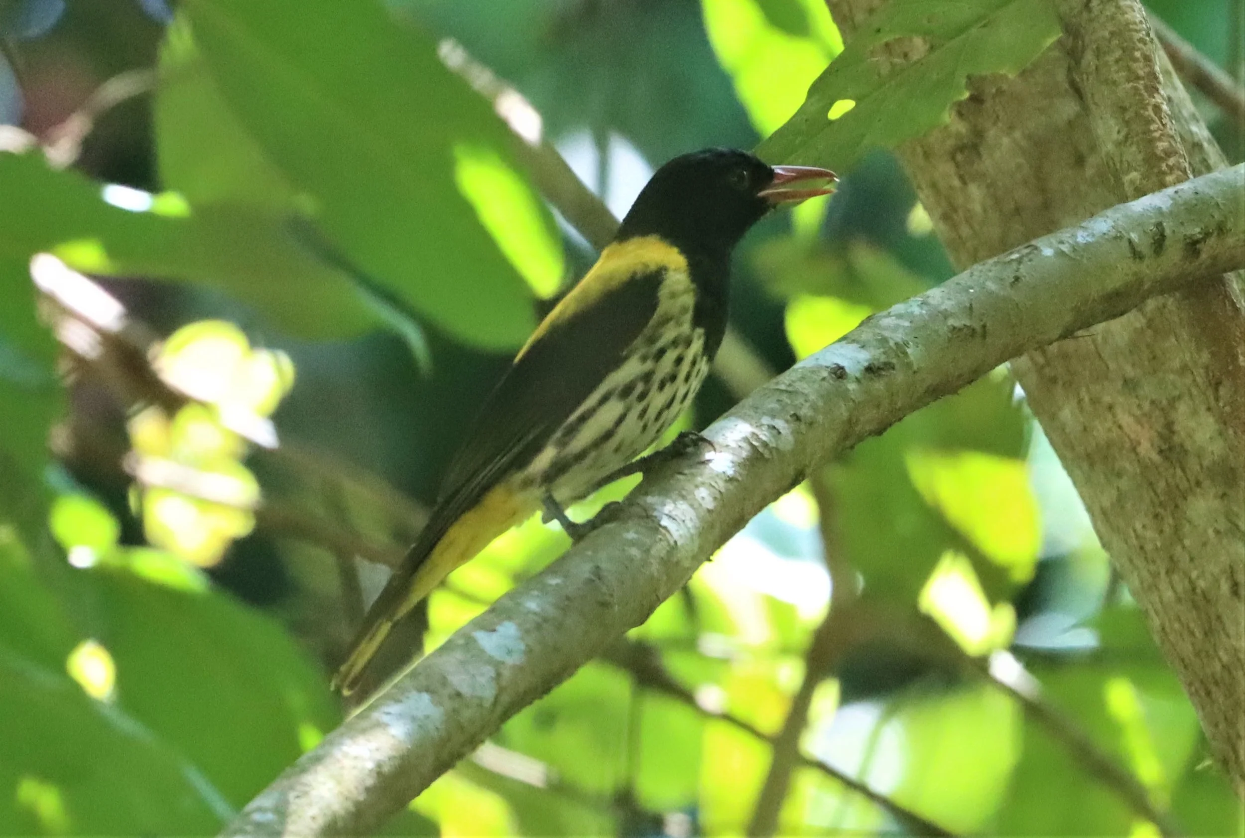Dark-throated Oriole (Oriolus xanthonotus) Krung Chin Khao Luang NP Thailand (32).jpg