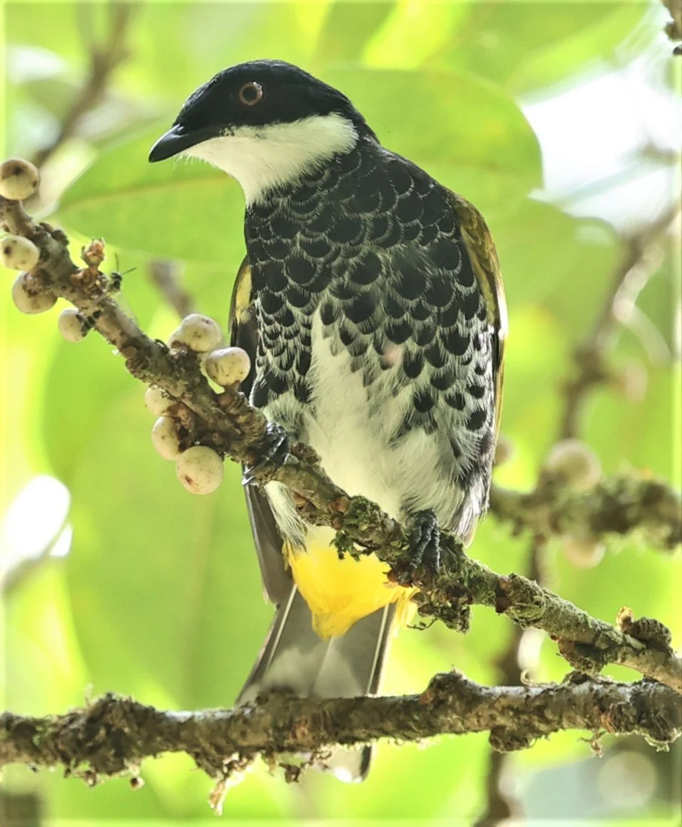 BULBUL - SCALY-BREASTED BULBUL - Ixodia squamata - HALA BALA WILDLIFE SANCTUARY APRIL 2022 (20).jpg