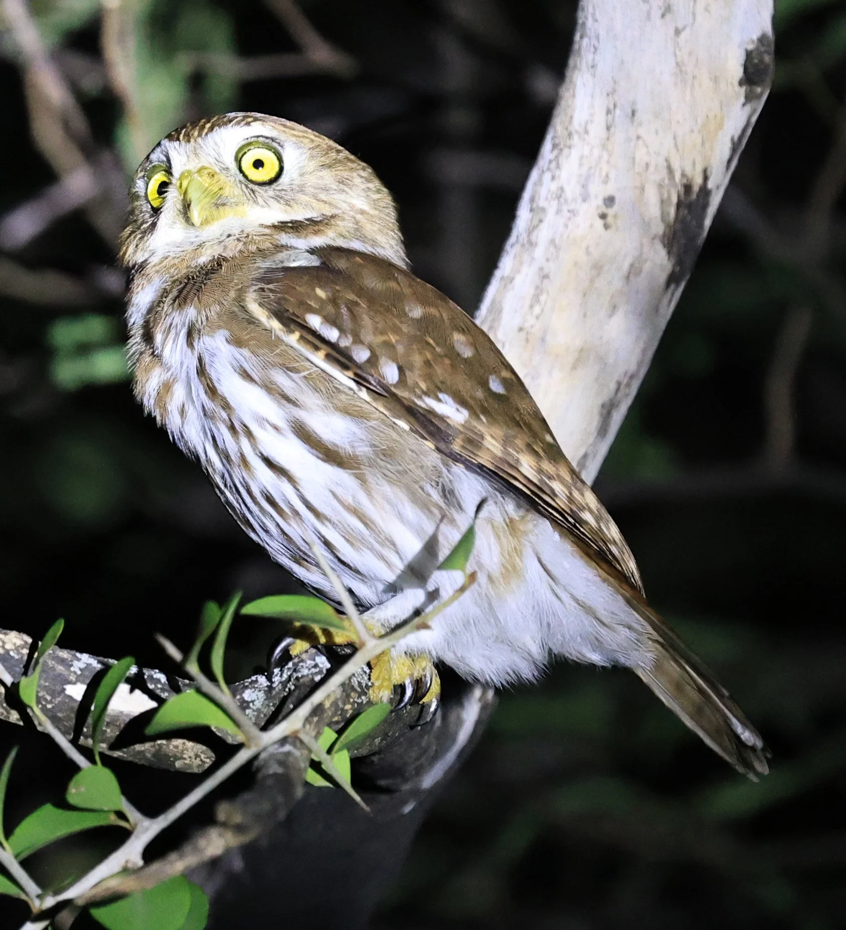 Ferruginous Pygmy-Owl (Glaucidium brasilianum) Reserva Nueland  Selva Serena (56).jpg