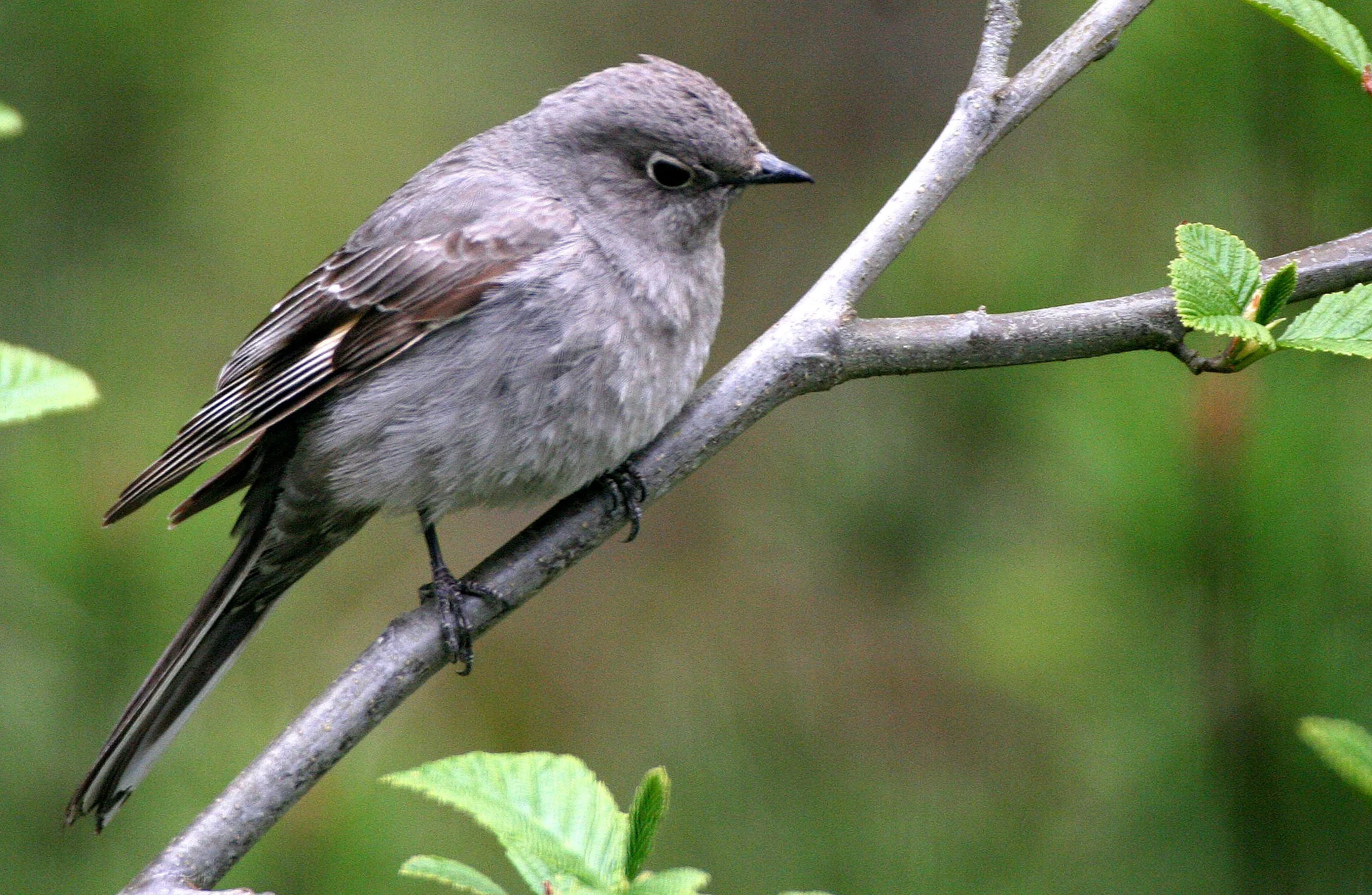 Townsend's Solitaire (Myadestes townsendi) Lake Farm Olympic Peninsula Washington (5).jpg