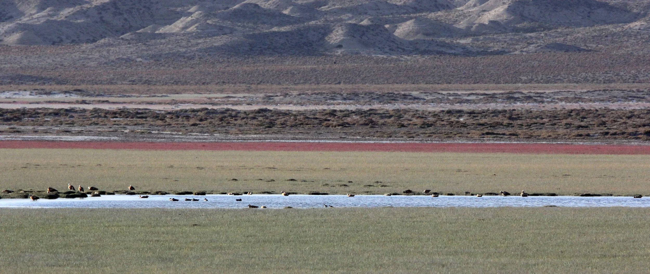 CHAKA LAKE QINGHAI CHINA.JPG