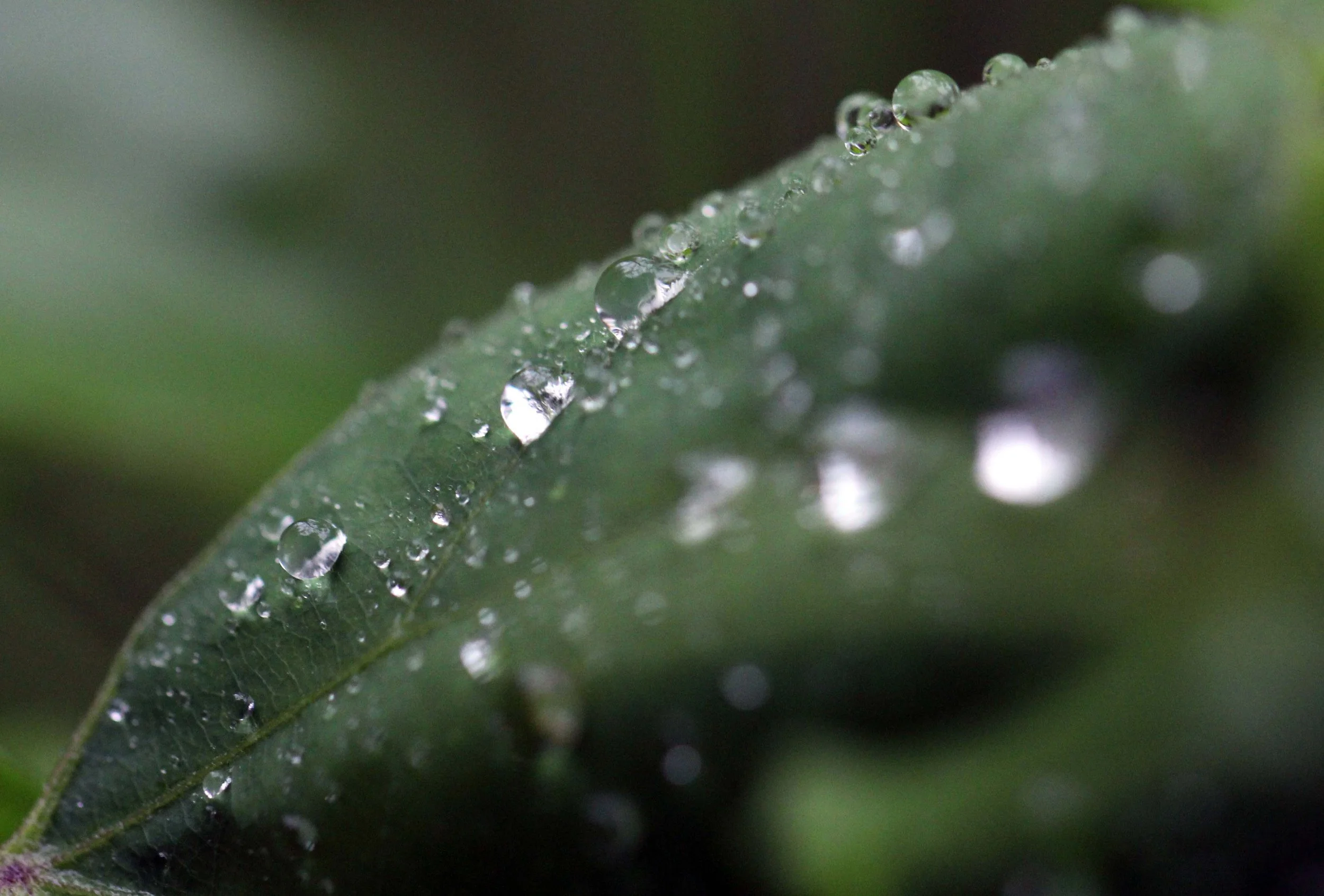 2013 in Nakhonsithammarat and some Krabi with Family (208).JPG