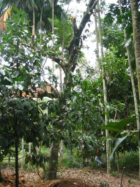 2005 Promluk Early Days (101).jpg