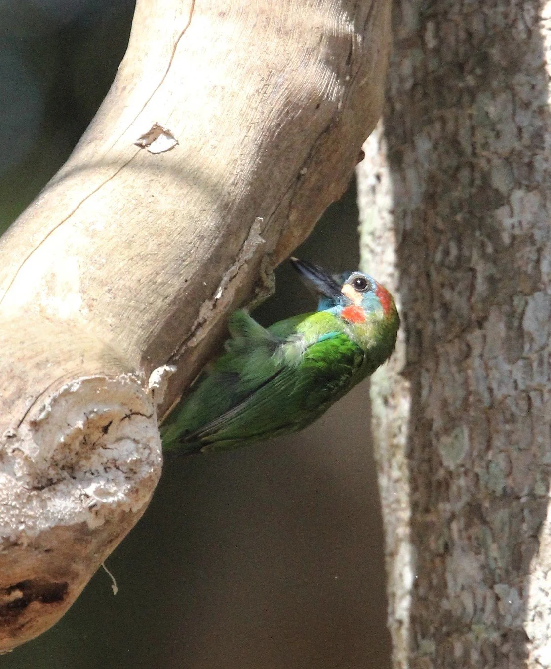 BARBET - BLUE-EARED BARBET - Megalaima australis - KAENG KRACHAN NP (6).jpg