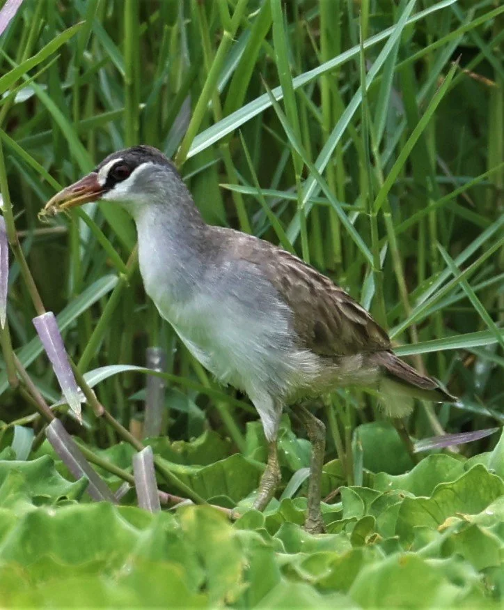 White-browed Crake (Porzana cinerea) Thap Yao Rice Fields Lat Krabang Bangkok (6).jpg