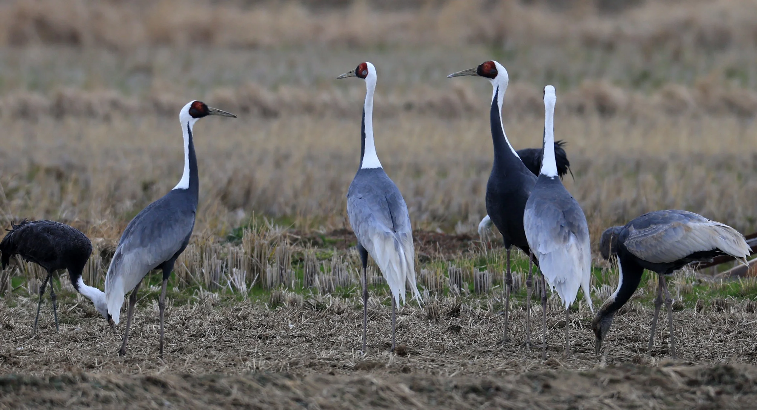 White-naped Crane (Antigone vipio) Izumi Crane Park & Center, Izumi Kagoshima Kyushu Japan (384).jpg