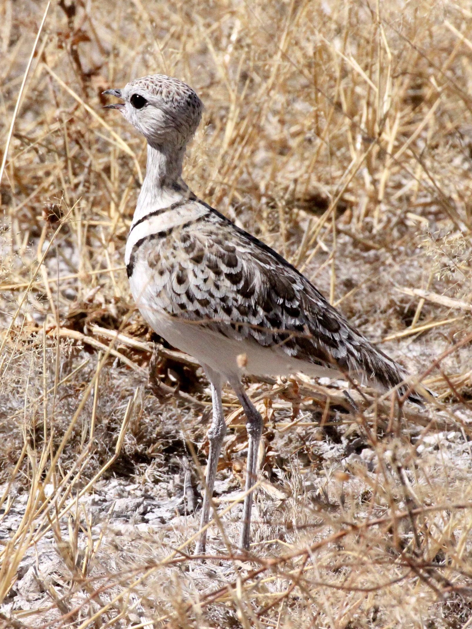 COURSER - DOUBLE-BANDED COURSER - Rhinoptilus africanus - ETOSHA NATIONAL PARK NAMIBIA (8).JPG