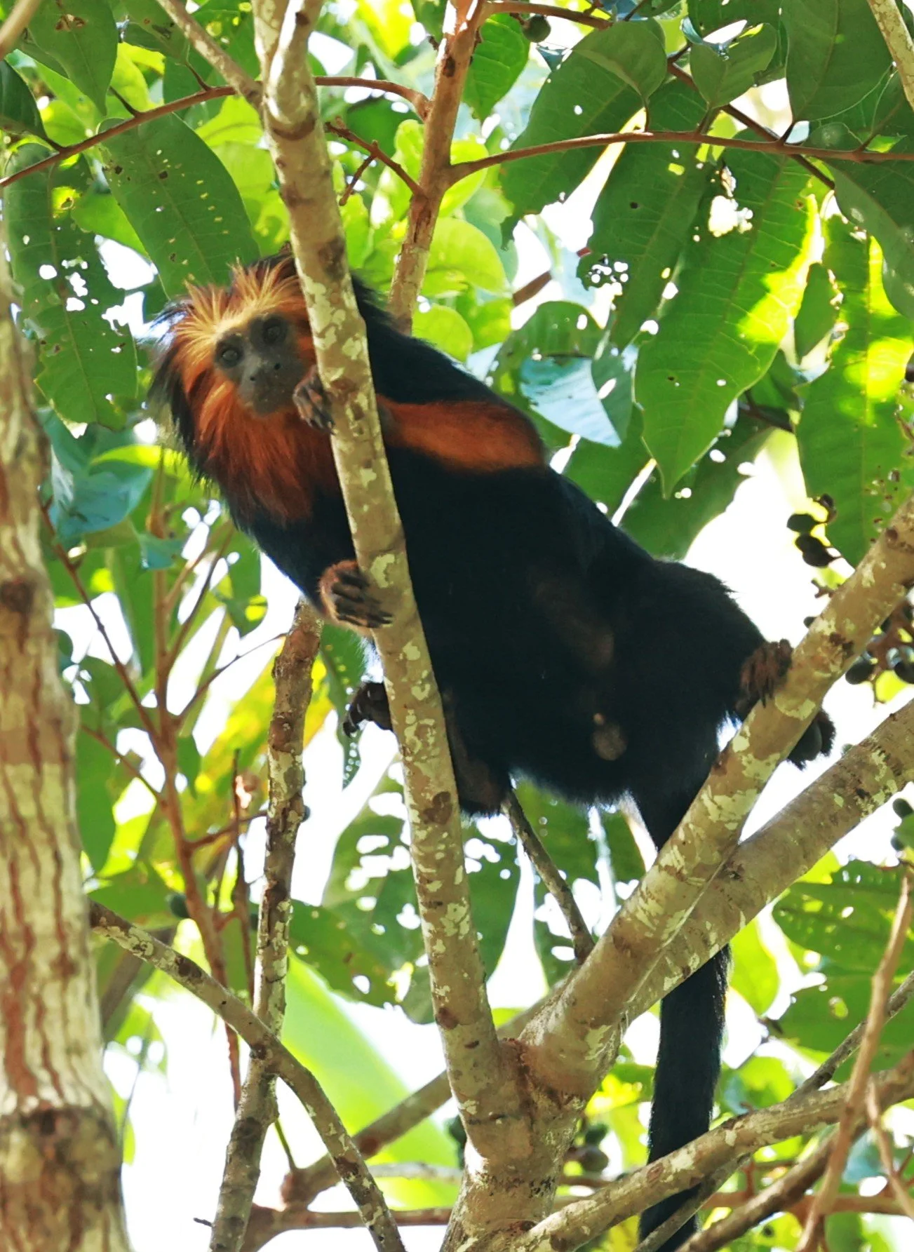 Callitrichidae - Leontopithecus chrysomelas - Golden-headed Lion Tamarin - Illeus, Bahia Brazil, Una Township Area  (109).JPG