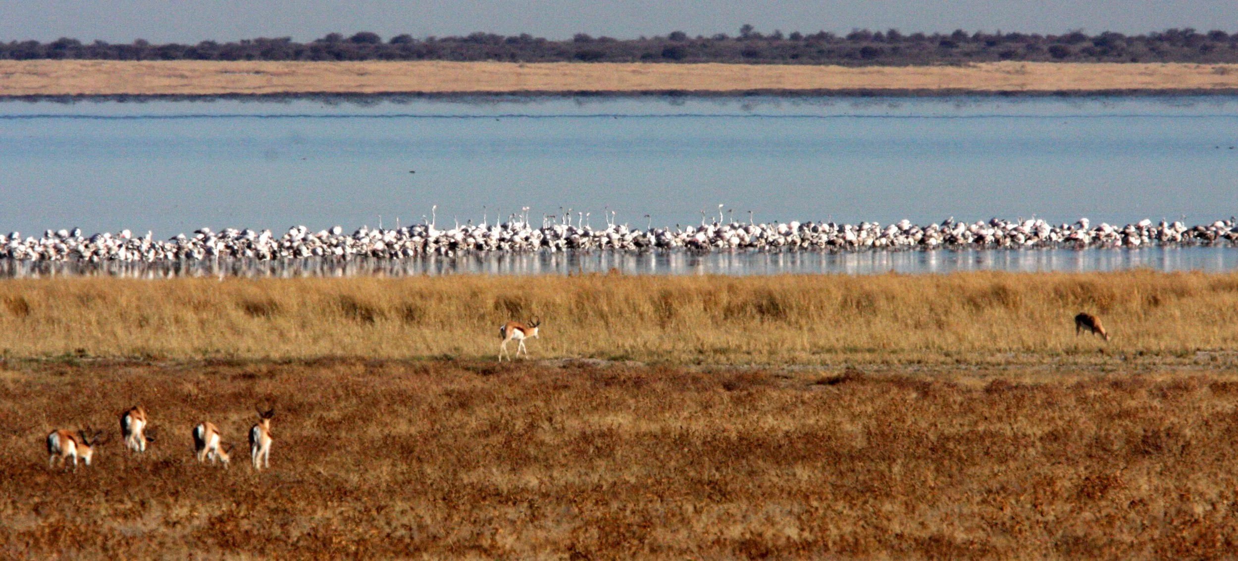 Phoenicopterus roseus - Greater Flamingo - Etosha NP, Namibia (2).JPG