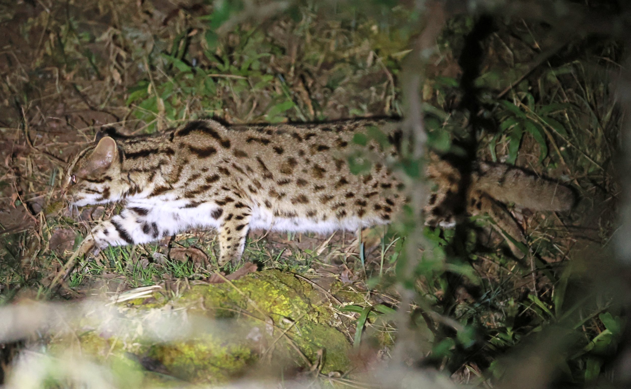 Mainland Leopard Cat (Prionailurus bengalensis) Tangjiahe National Nature Reserve, Sichuan China (38).jpg