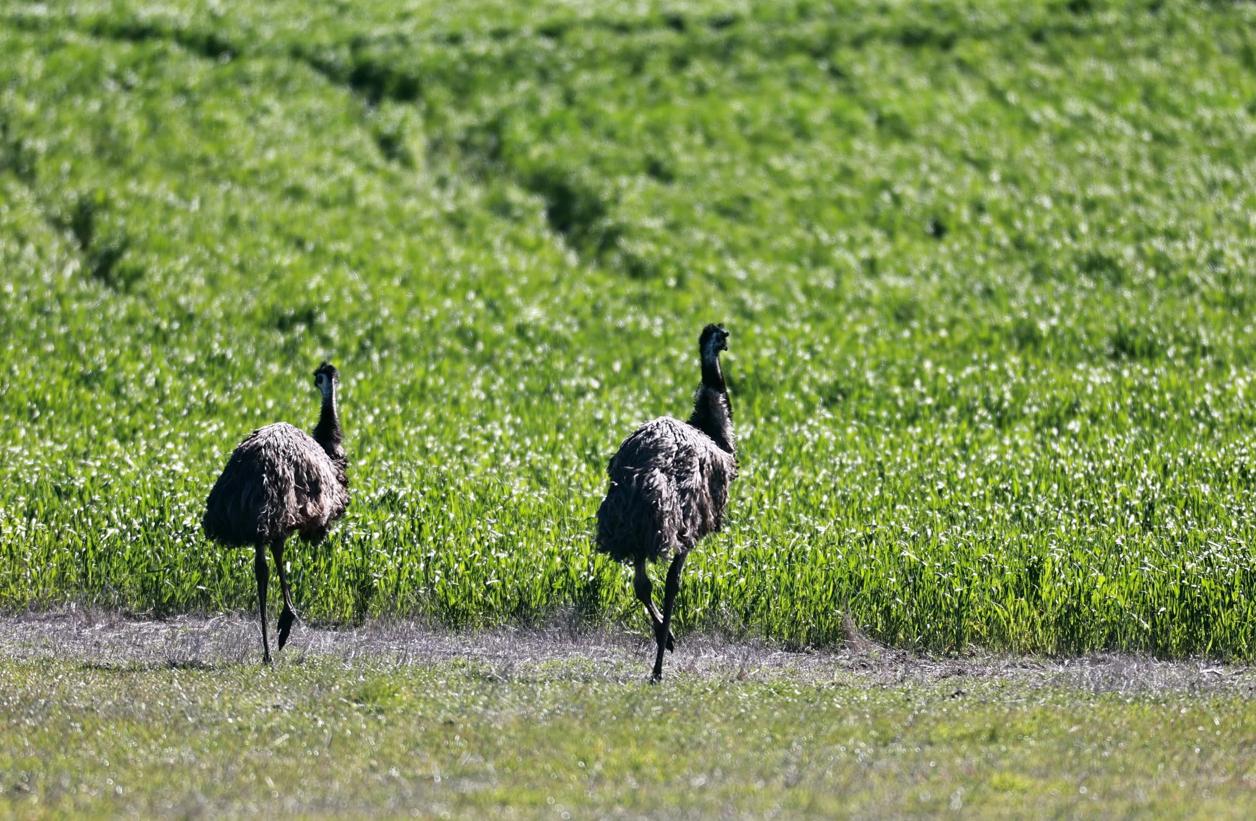 Emu (Dromaius novaehollandiae) Stirling Range NP - Western Australia (12).jpg