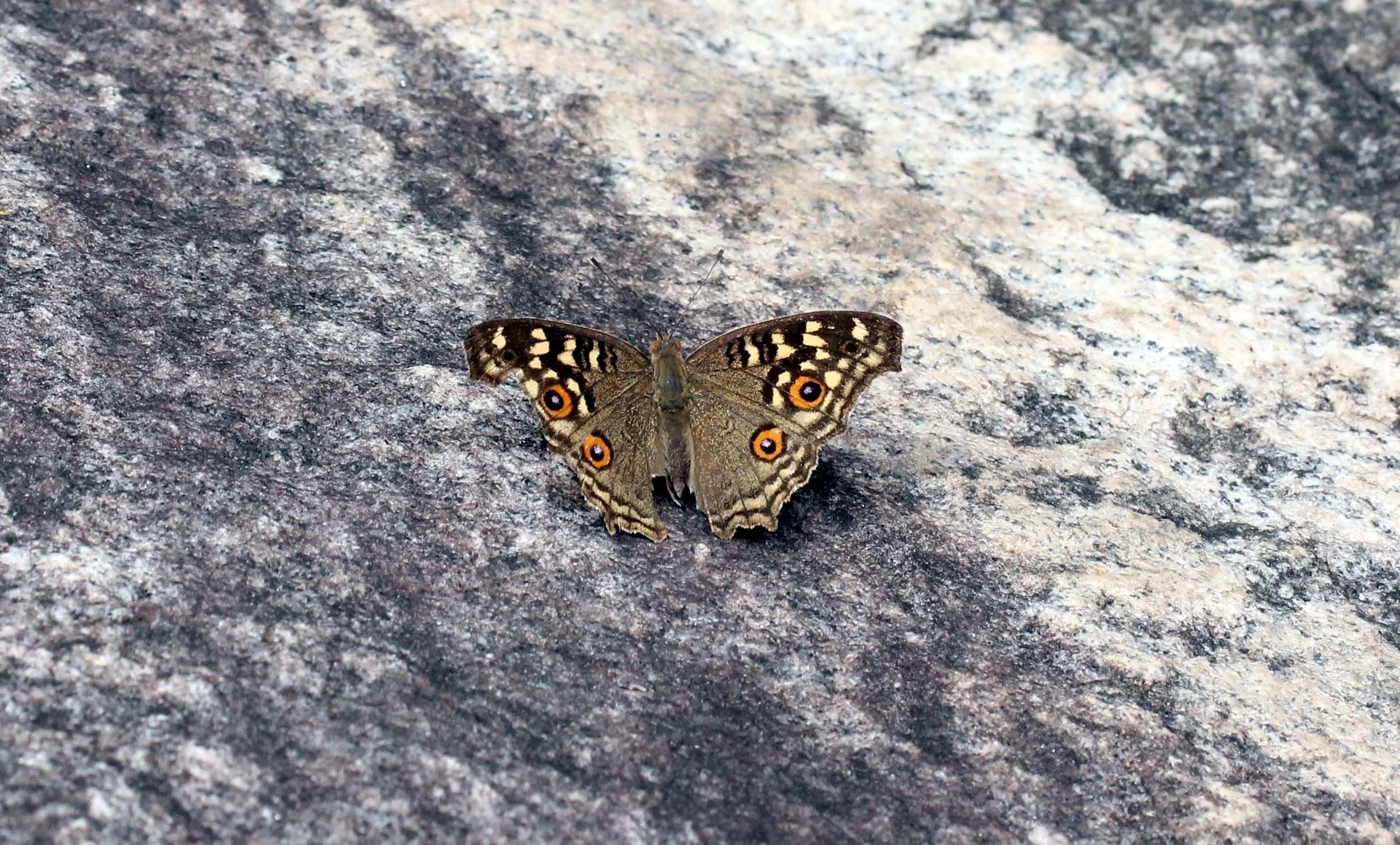 Nymphalidae - Junonia lemonias - Huai Kha Khaeng Thailand 