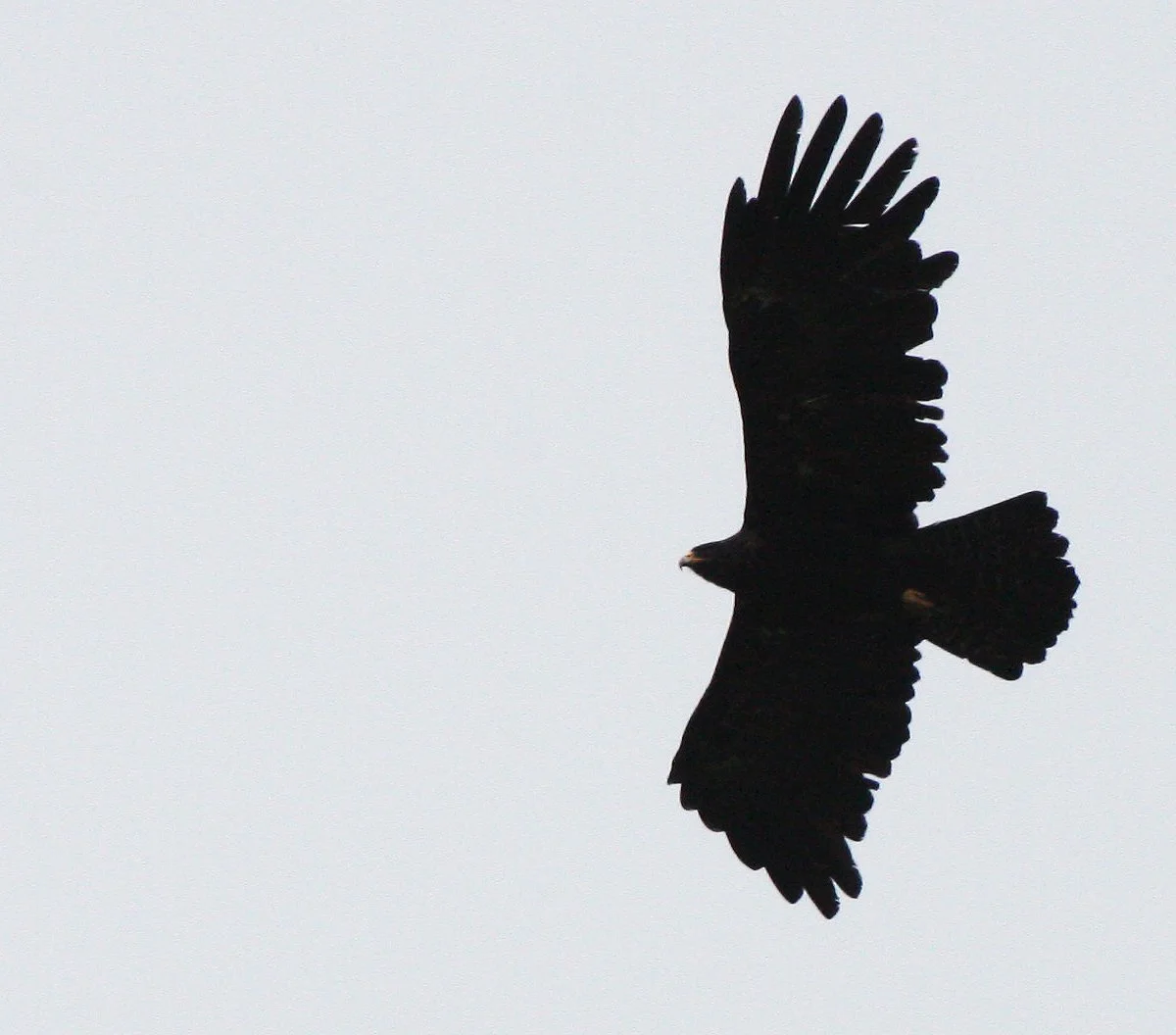 Ictinaetus malaiensis - BLACK EAGLE - KAENG KRACHAN THAILAND (15).JPG