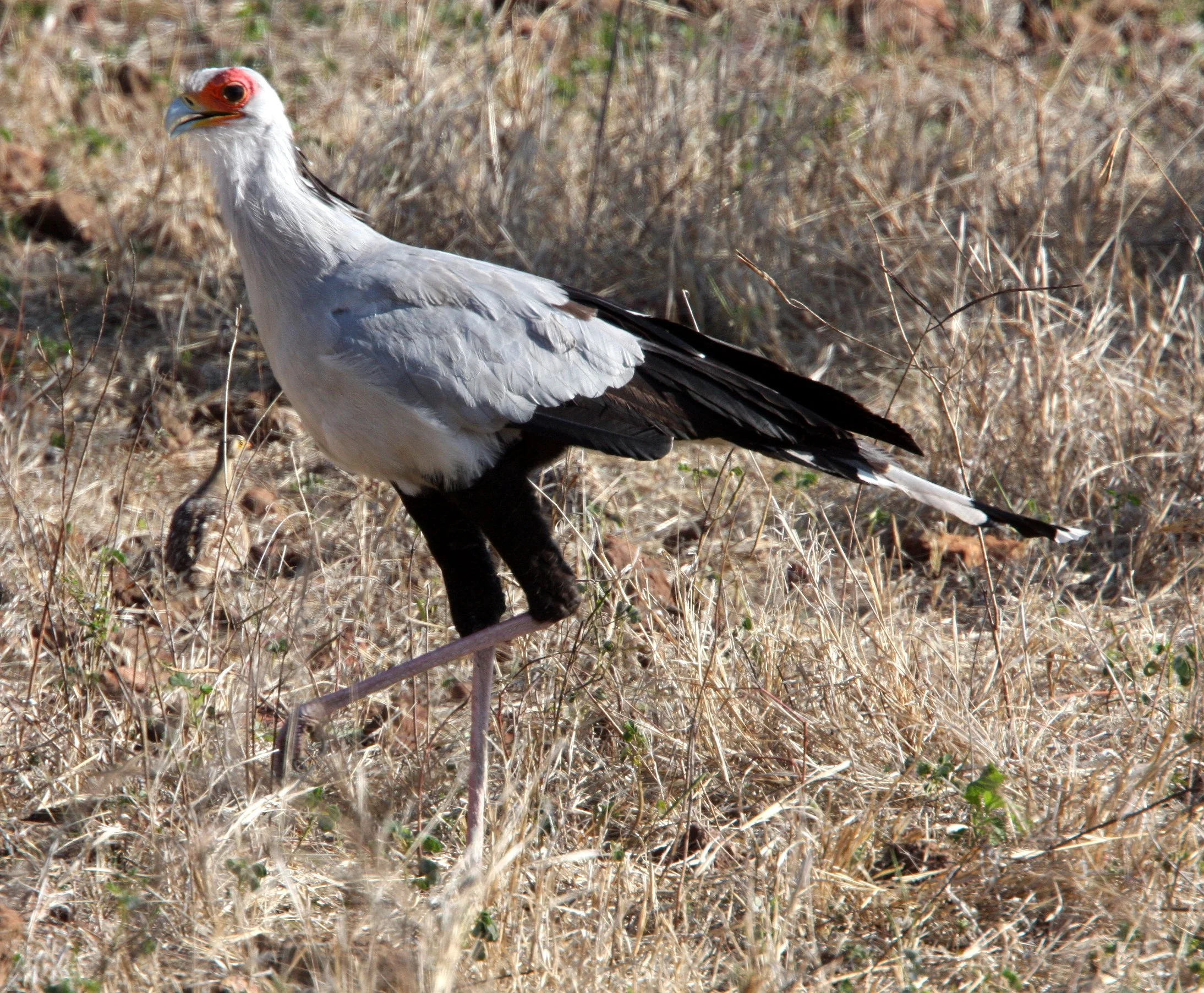 BIRD - SECRETARY BIRD - CHOBE NATIONAL PARK BOTSWANA (6).JPG