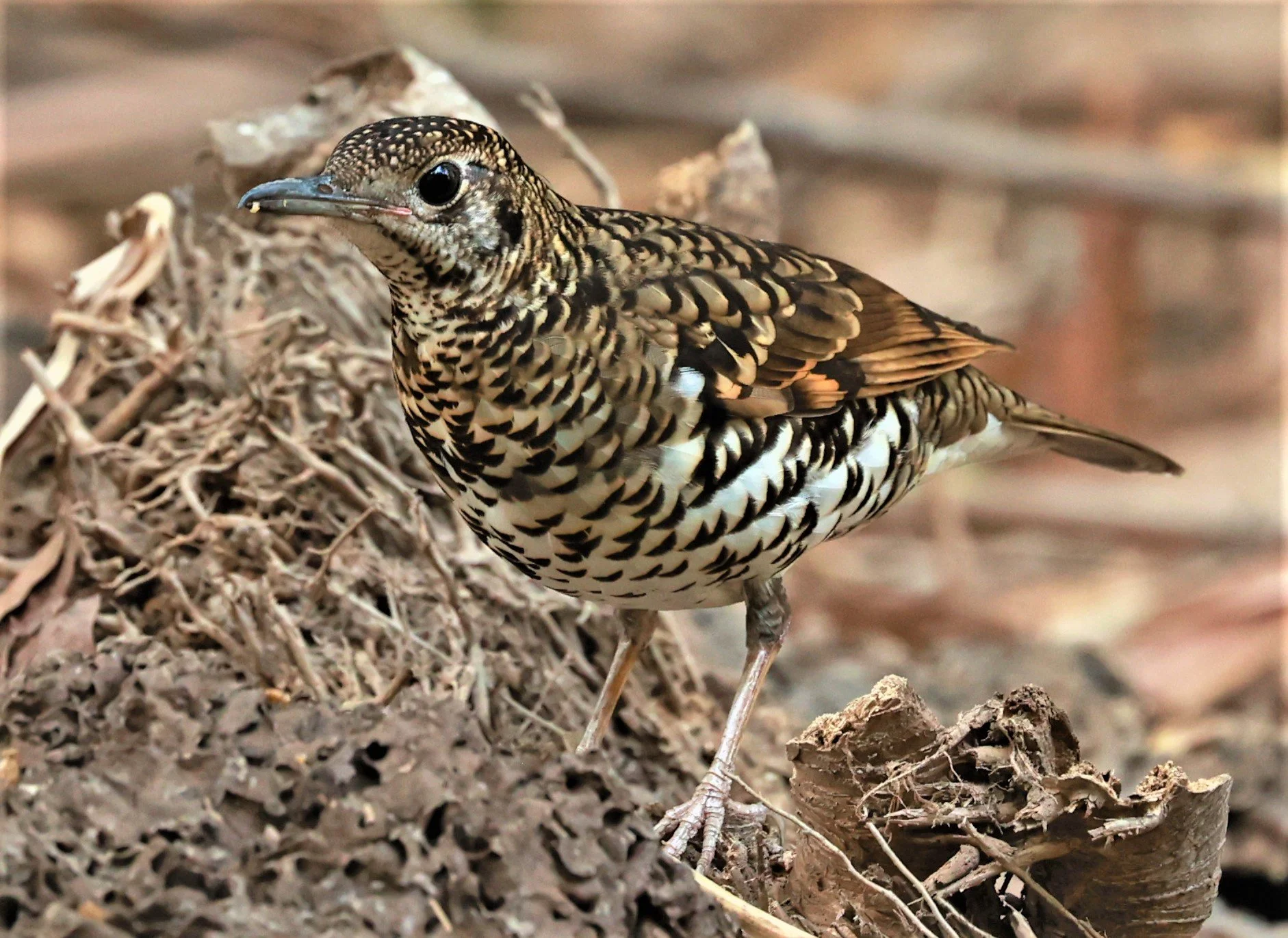 White's Thrush (Zoothera aurea) Putthamonthon Park Nakhon Pathom Thailand (179).jpg
