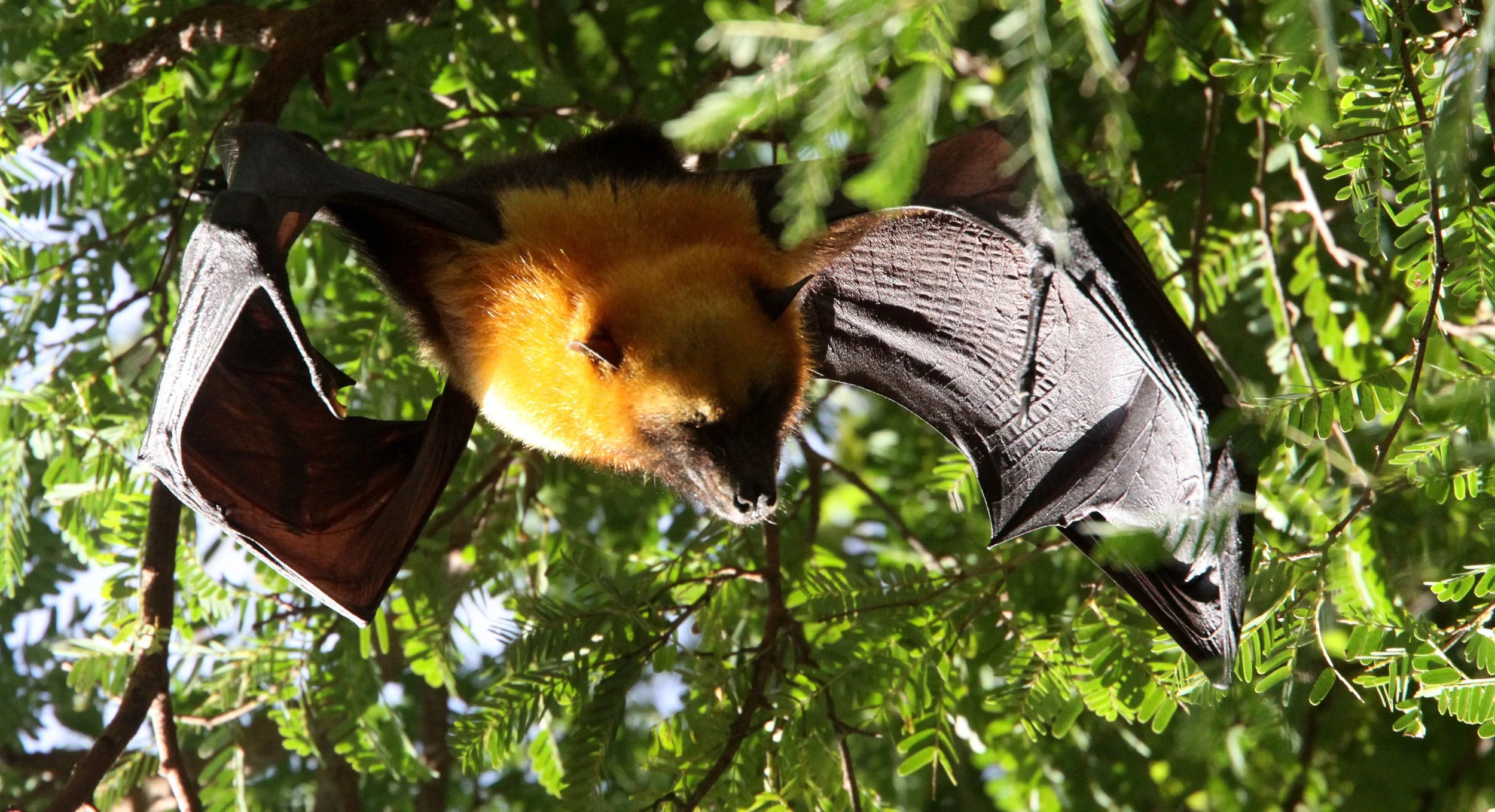 Pteropus rufus - Madagascar Flying Fox — Coke Smith Wildlife