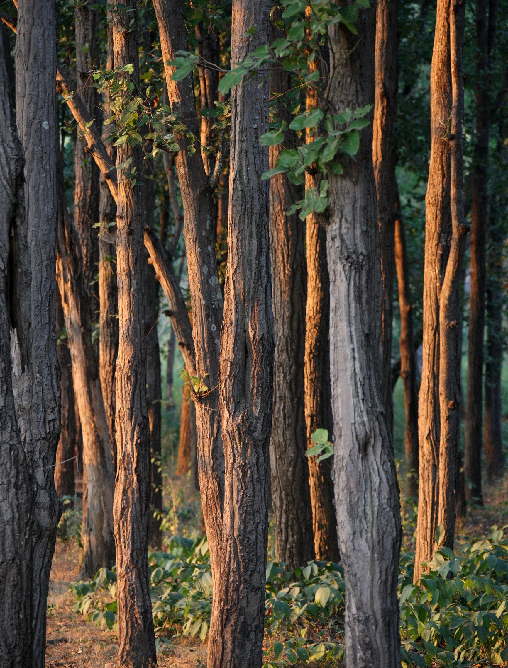 MADHYA PRADESH - KANHA NATIONAL PARK MADHYA PRADESH INDIA (28).JPG