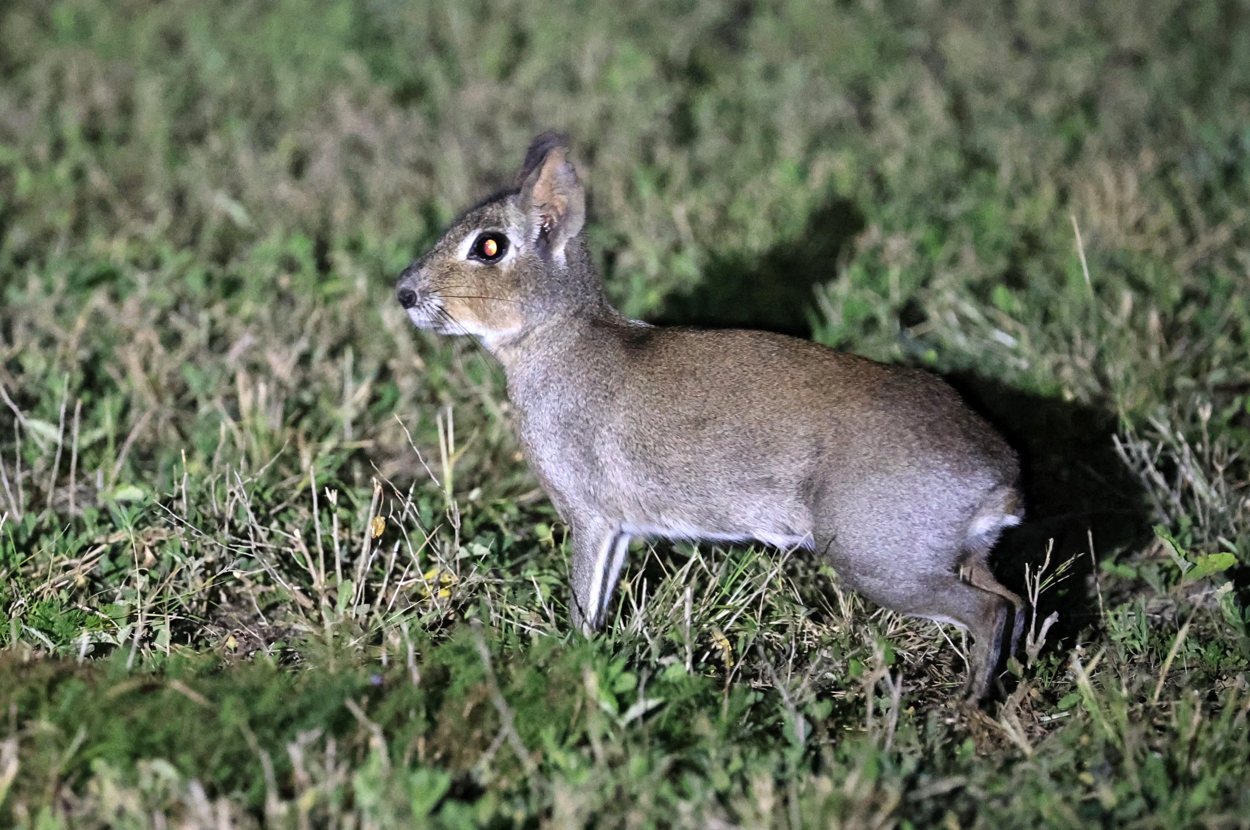Chacoan Mara (Dolichotis salinicola) Estancia Campo'í Paraguay (92).jpg