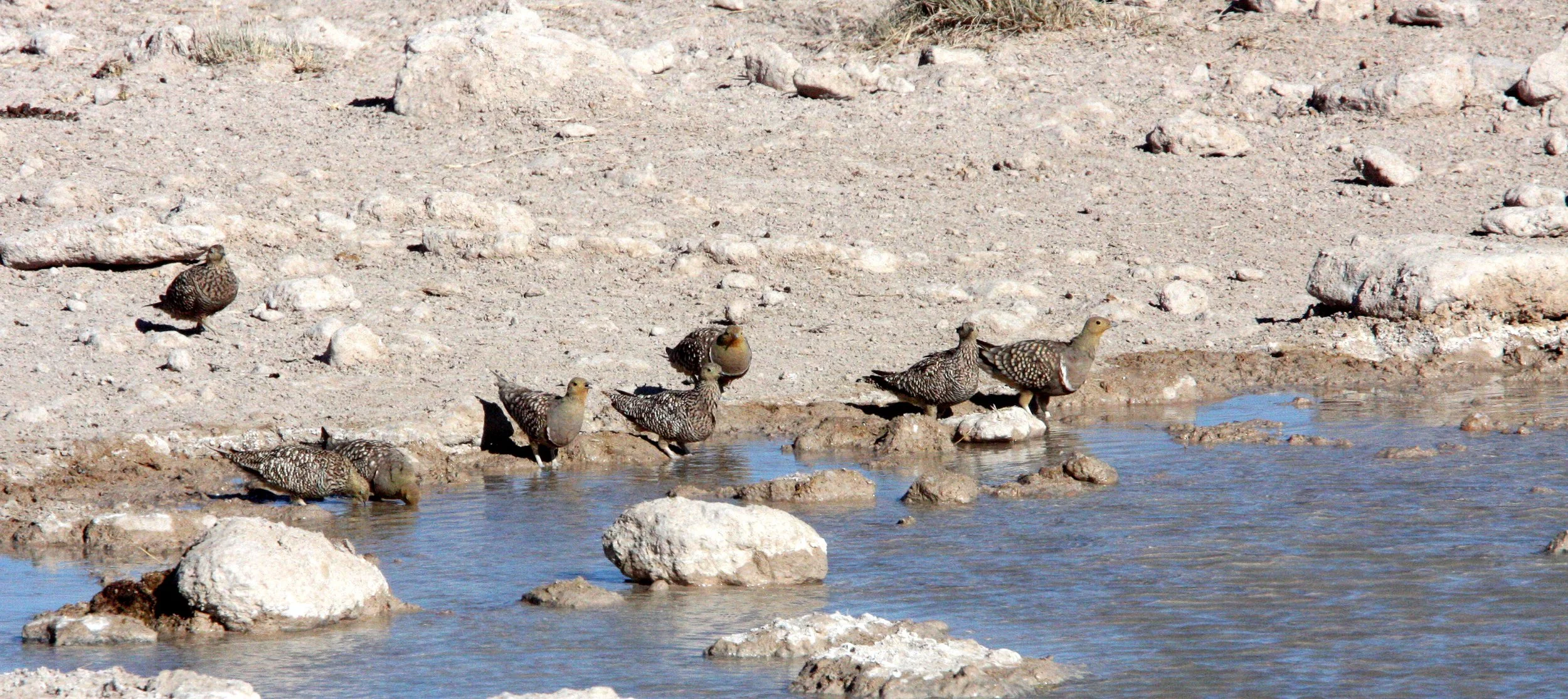 Namaqua Sandgrouse (Pterocles namaqua) Etosha NP Namibia (6).JPG