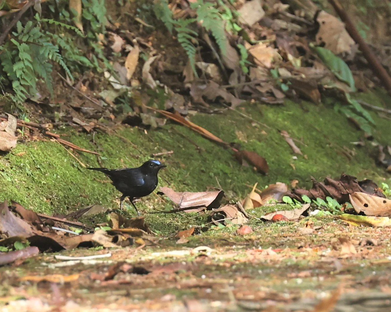 Myiomela leucura - WHITE-TAILED ROBIN - FRASER'S HILL, MALAYSIA JUNE 2022 (3).jpg