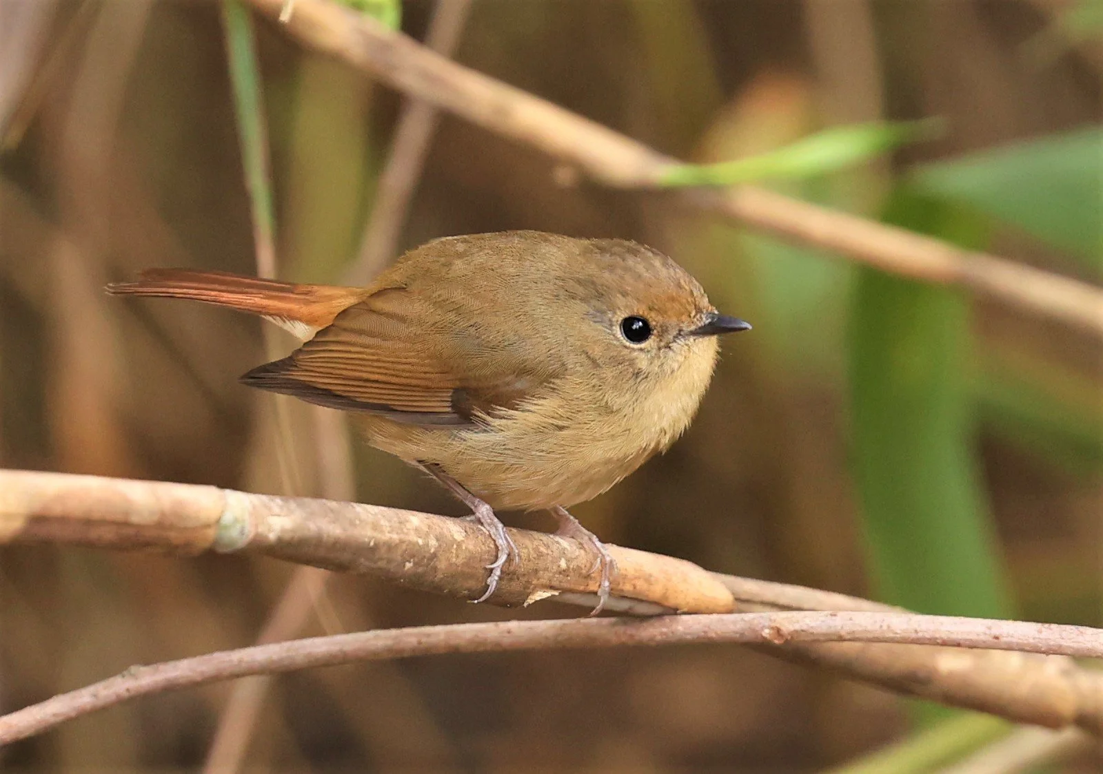 FLYCATCHER - SLATY-BLUE FLYCATCHER - Ficedula tricolor - DOI LANG WEST, DOI PHA HOM POK NP, CHIANG MAI DEC 2021 (18).jpg
