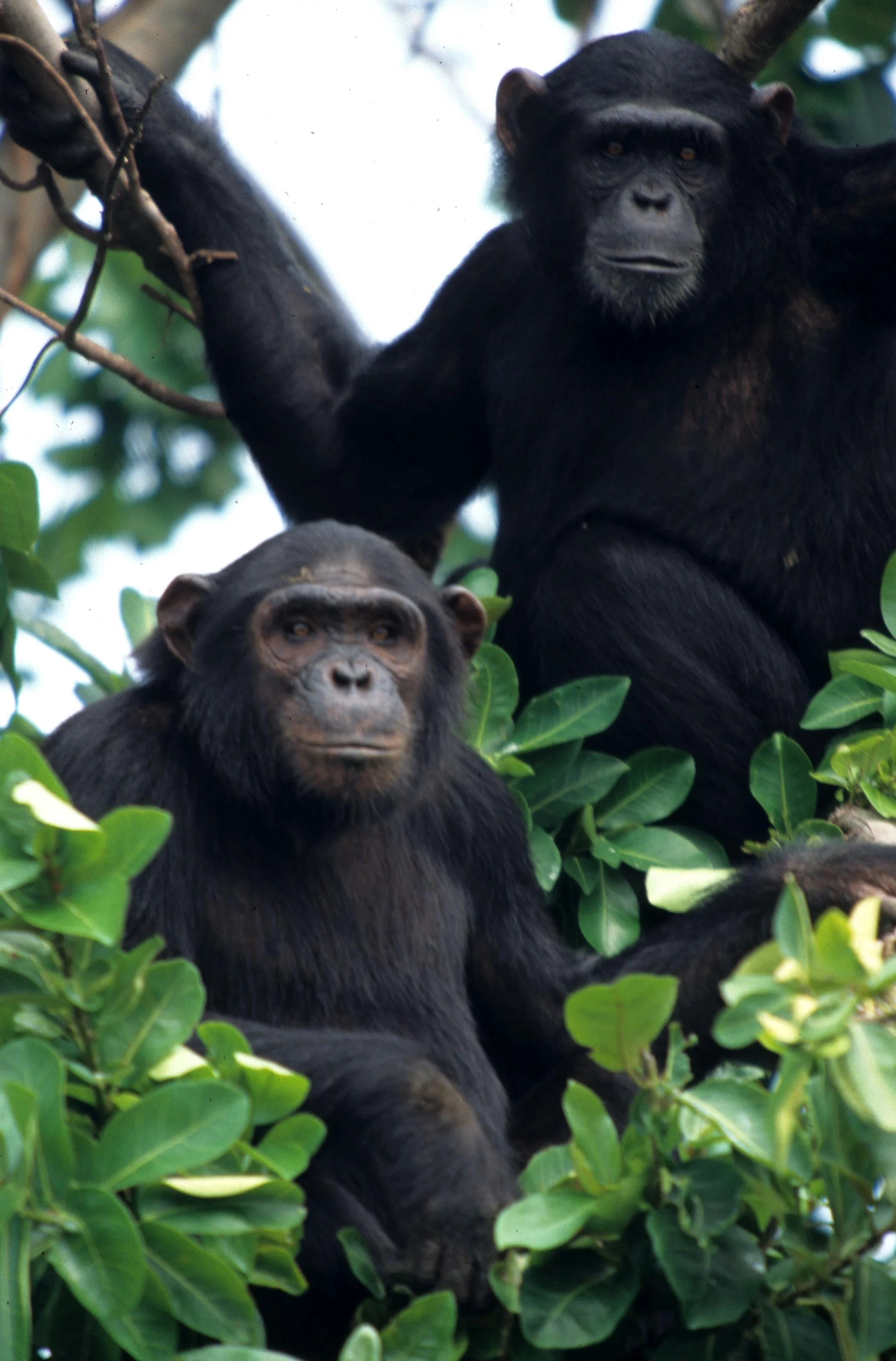 PRIMATE - CHIMP - UGANDA 15.jpg