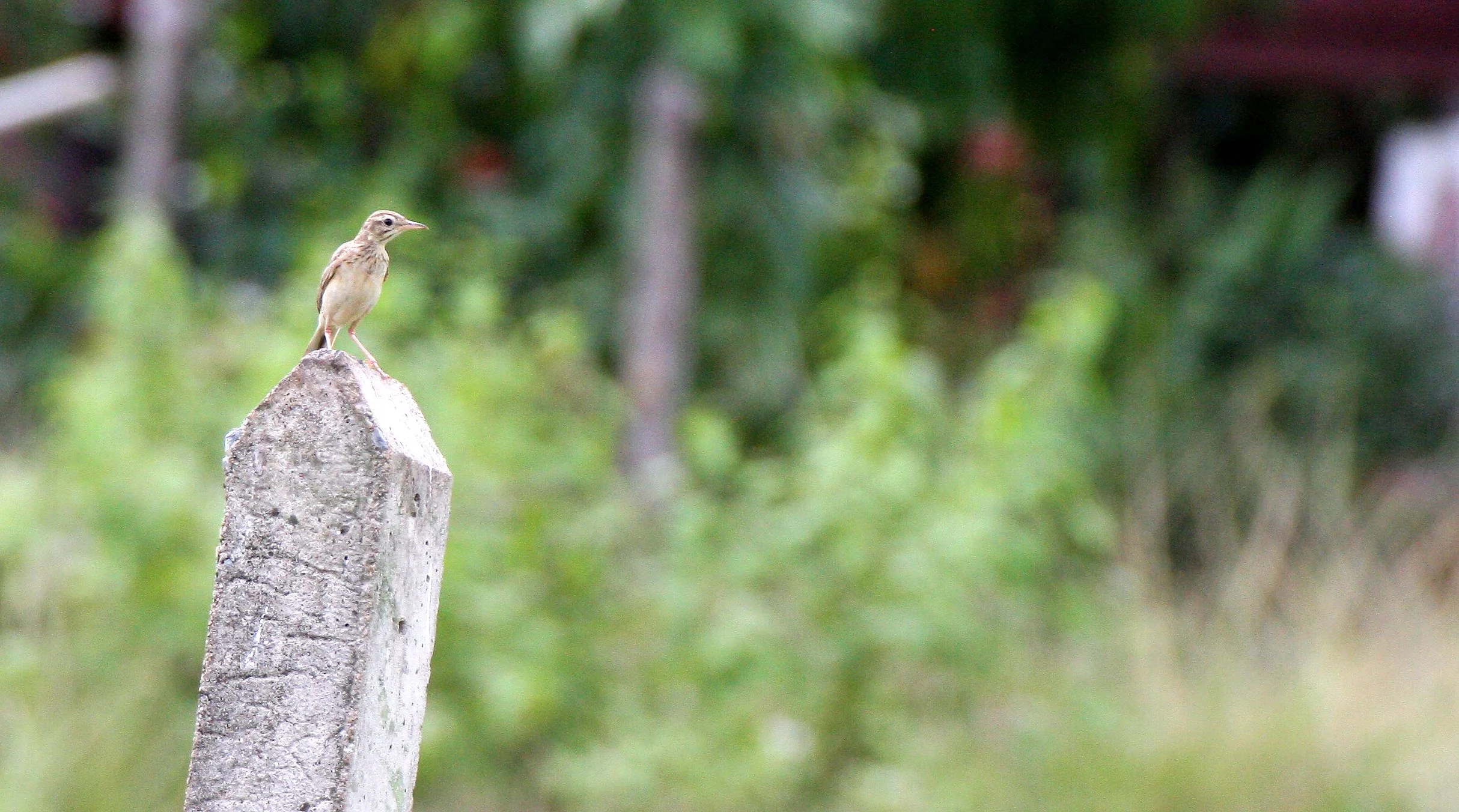 Paddyfield Pipit (Anthus rufulus) NAKHON SI THAMMARAT Thailand (14).JPG