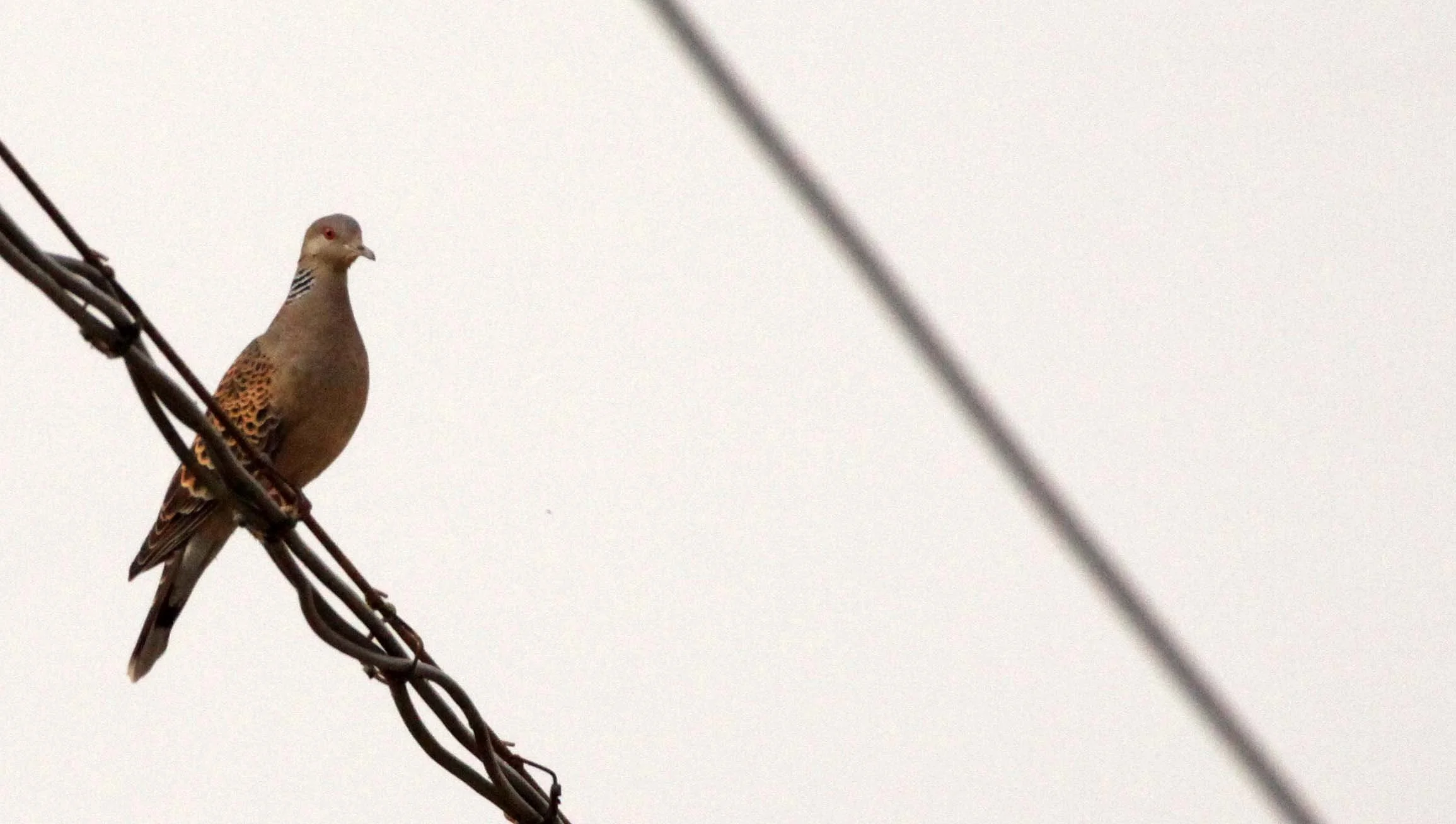 European Turtle-Dove (Streptopelia turtur) Yang Country China (5).JPG